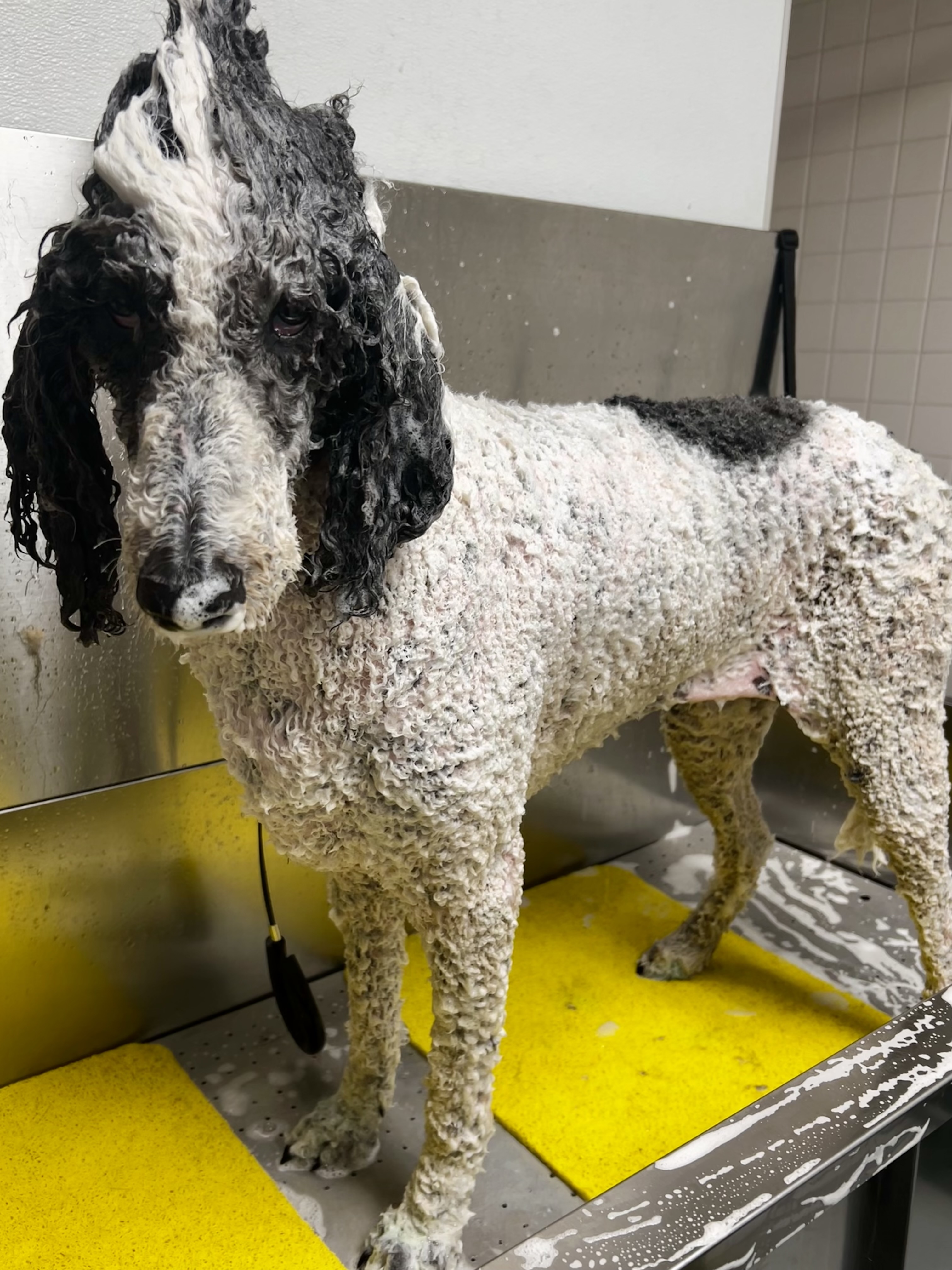 Pampered pup at The Mutt Pawrlor