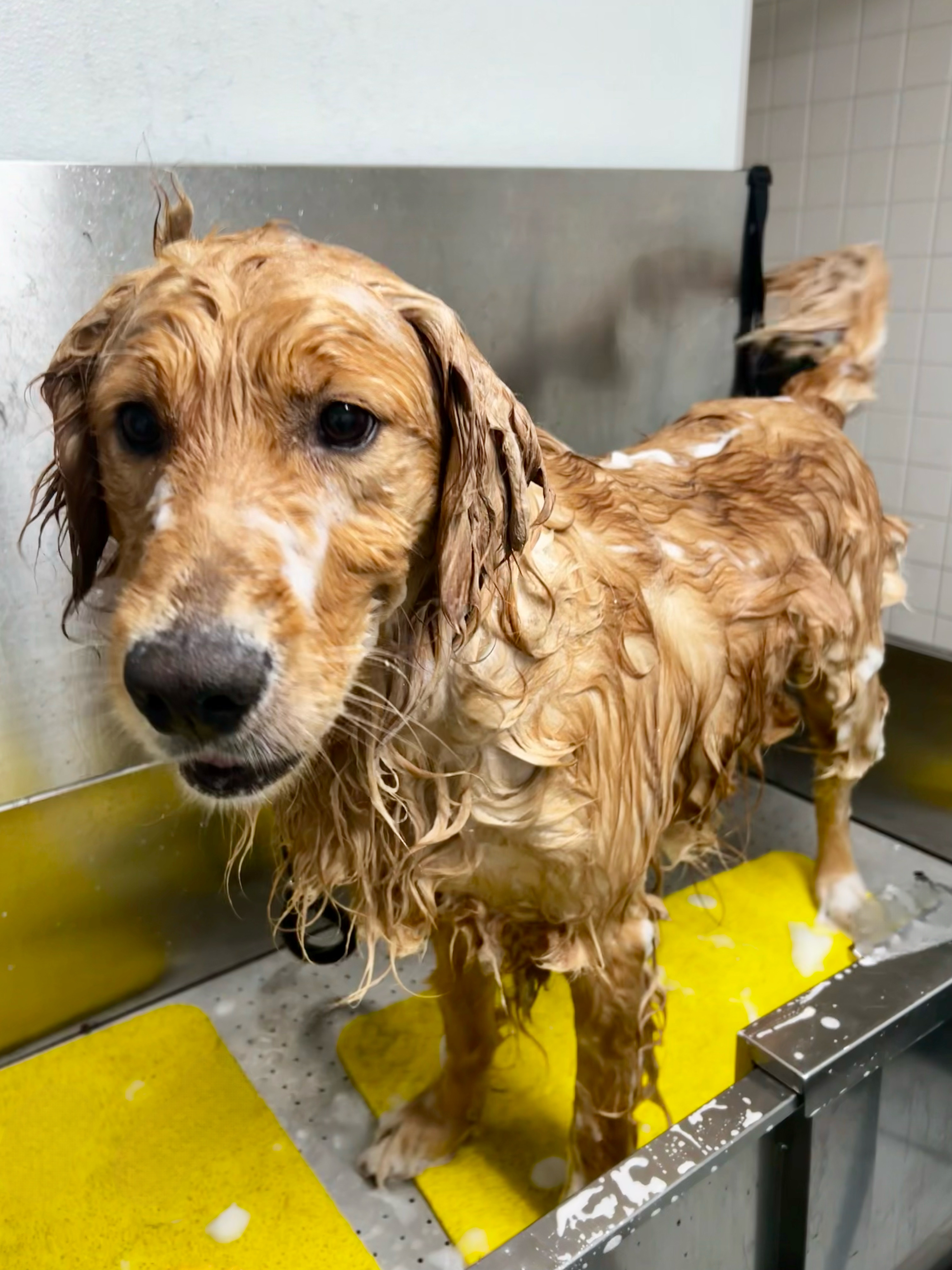 Professional dog grooming at The Mutt Pawrlor