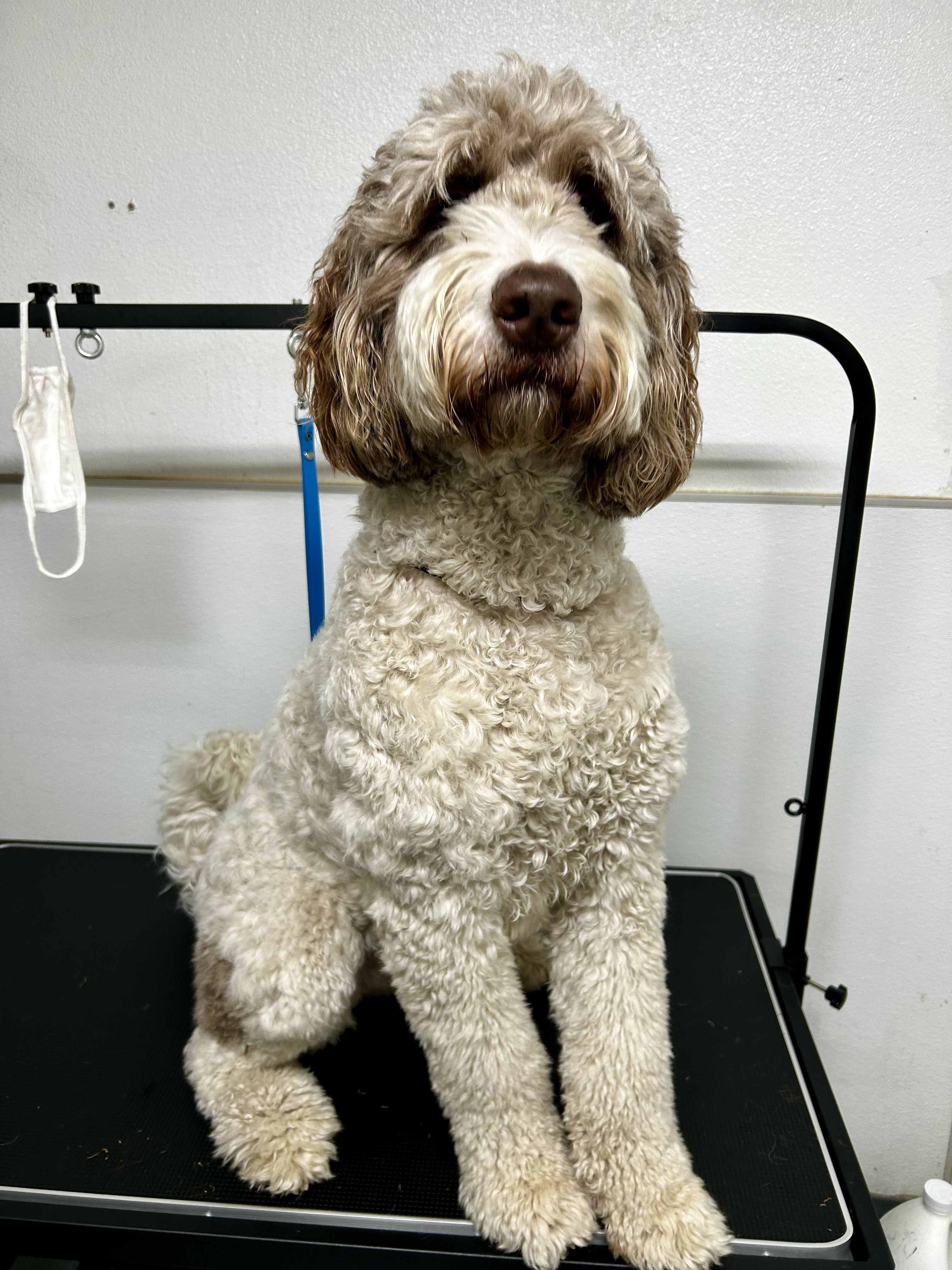 Stress-aware grooming experience at The Mutt Pawrlor