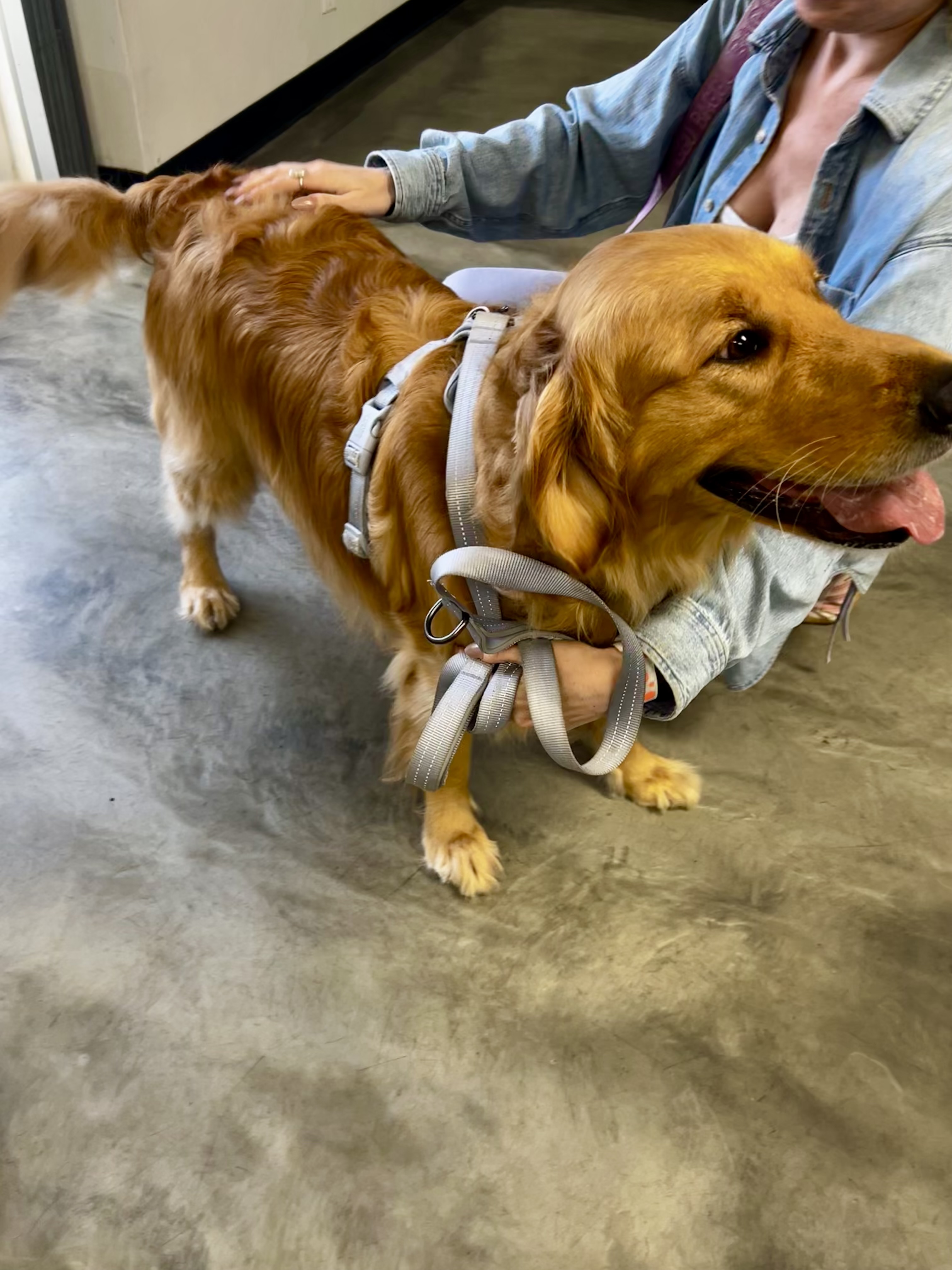 Gentle grooming care at The Mutt Pawrlor