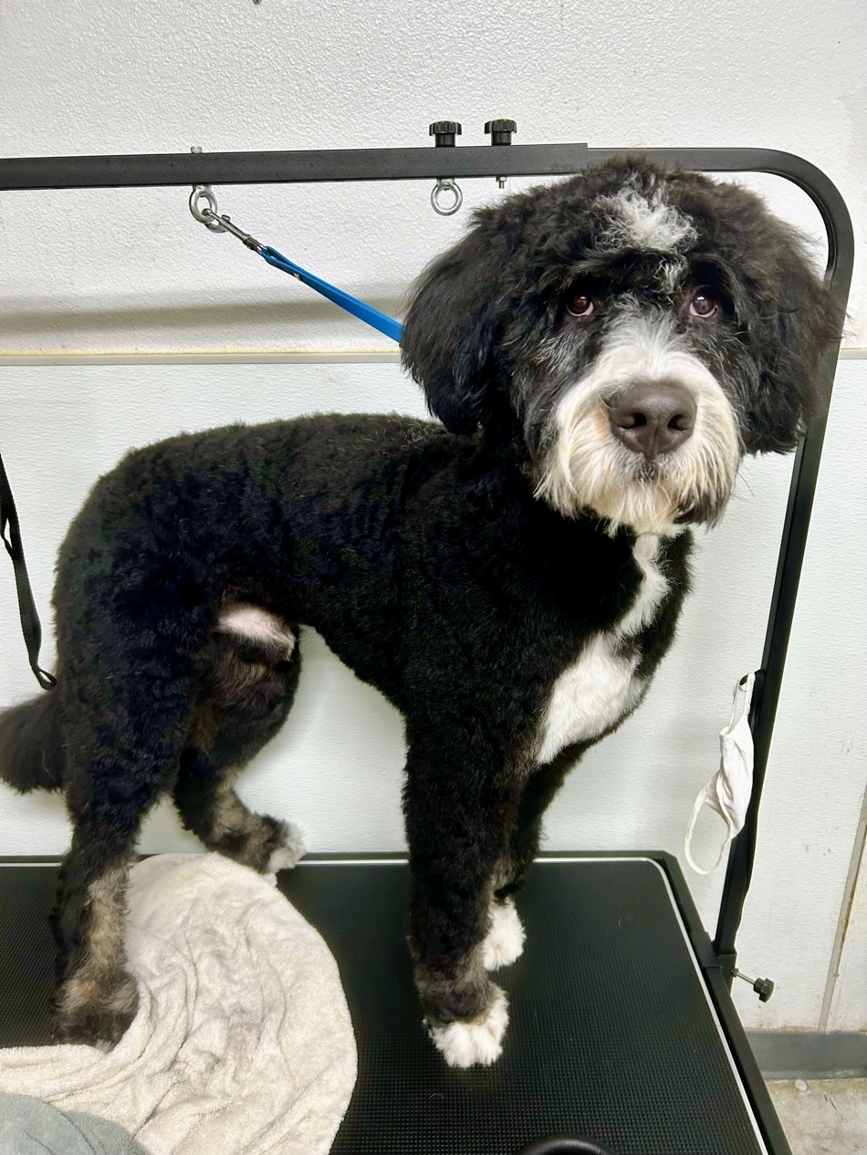 Happy groomed pup at The Mutt Pawrlor
