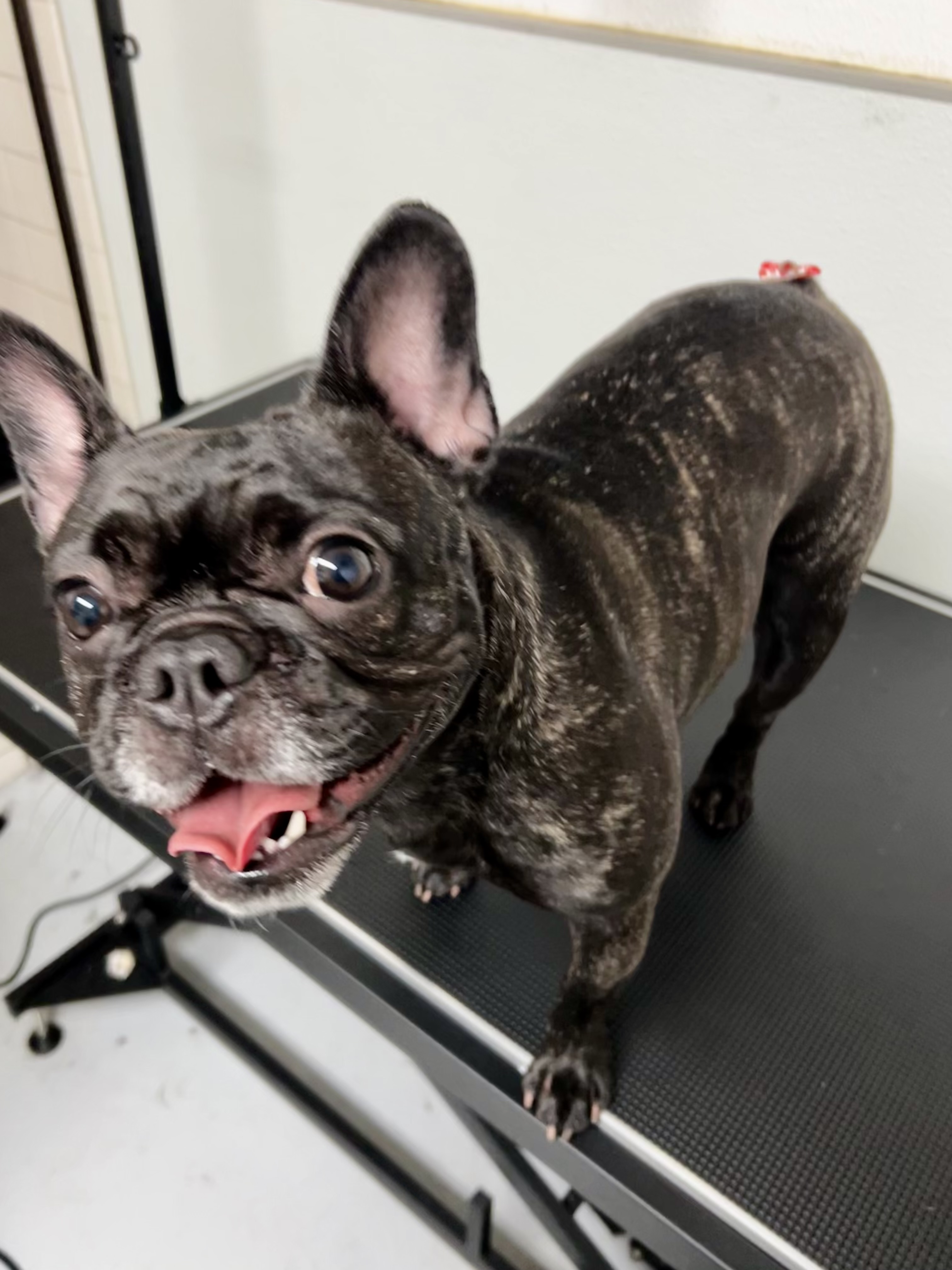 Adorable groomed dog at The Mutt Pawrlor