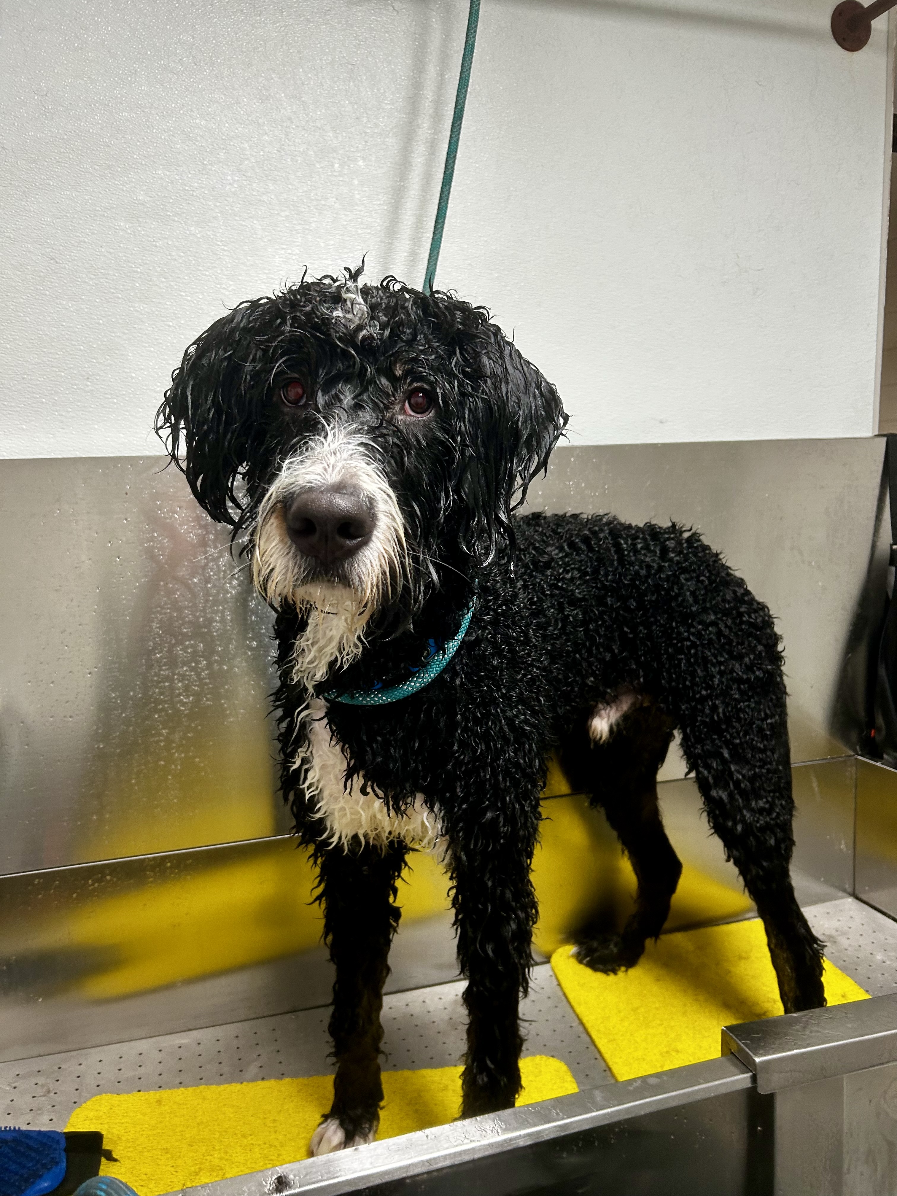 Grooming transformation at The Mutt Pawrlor