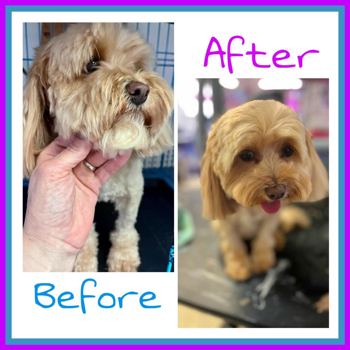 Beautifully groomed dog at The Mutt Pawrlor