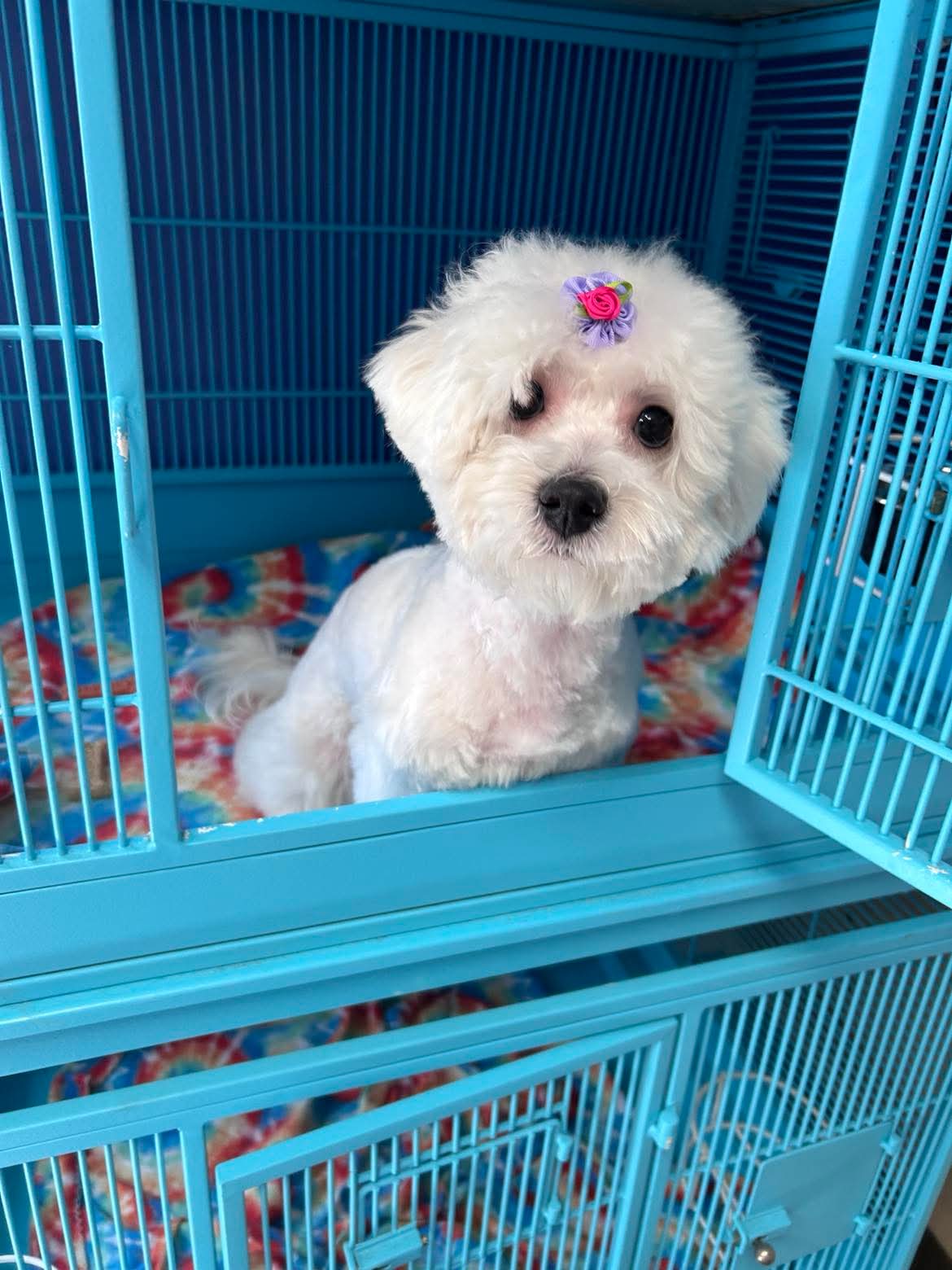 Stress-aware grooming experience at The Mutt Pawrlor