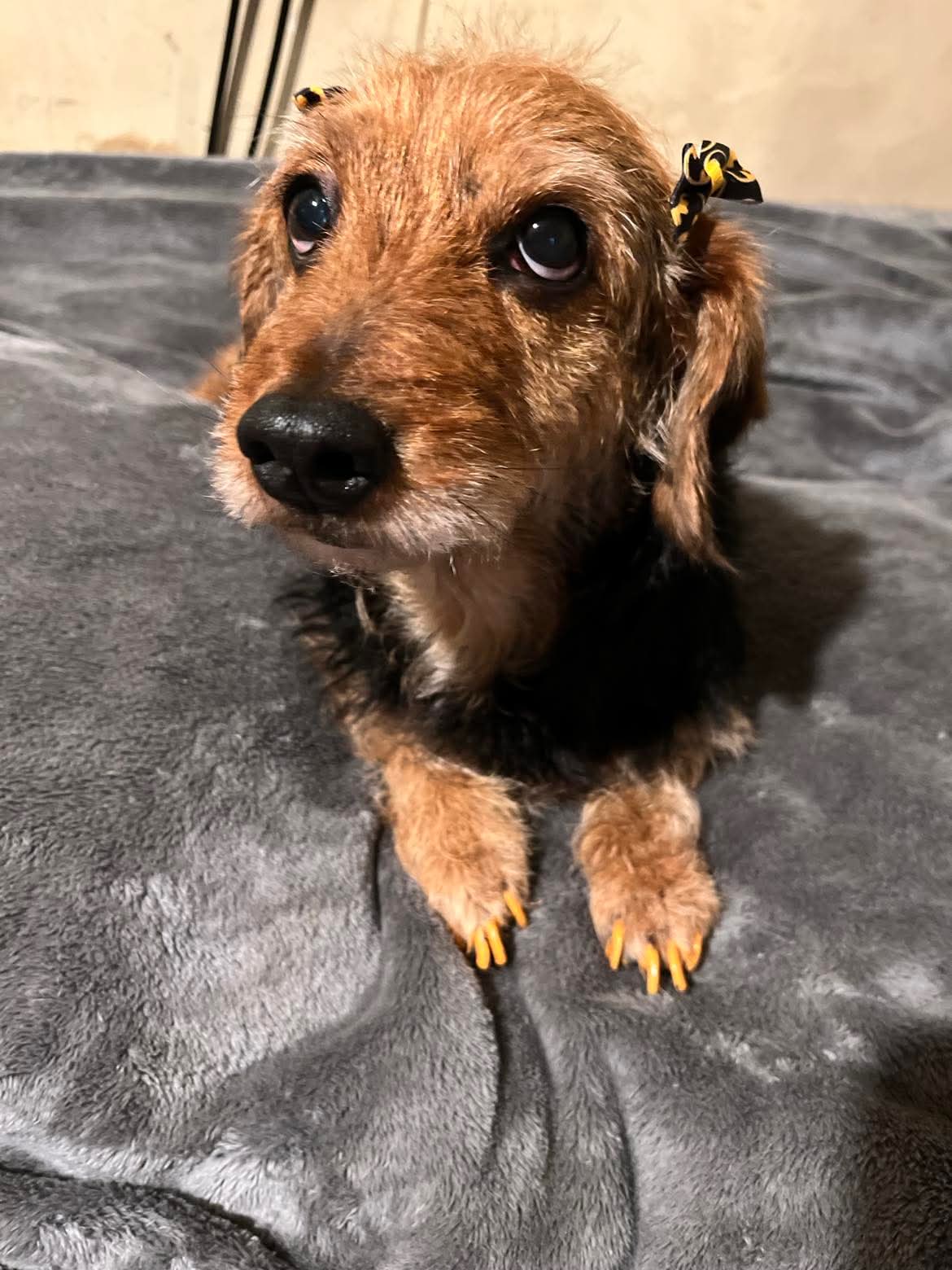 Beautiful grooming result at The Mutt Pawrlor