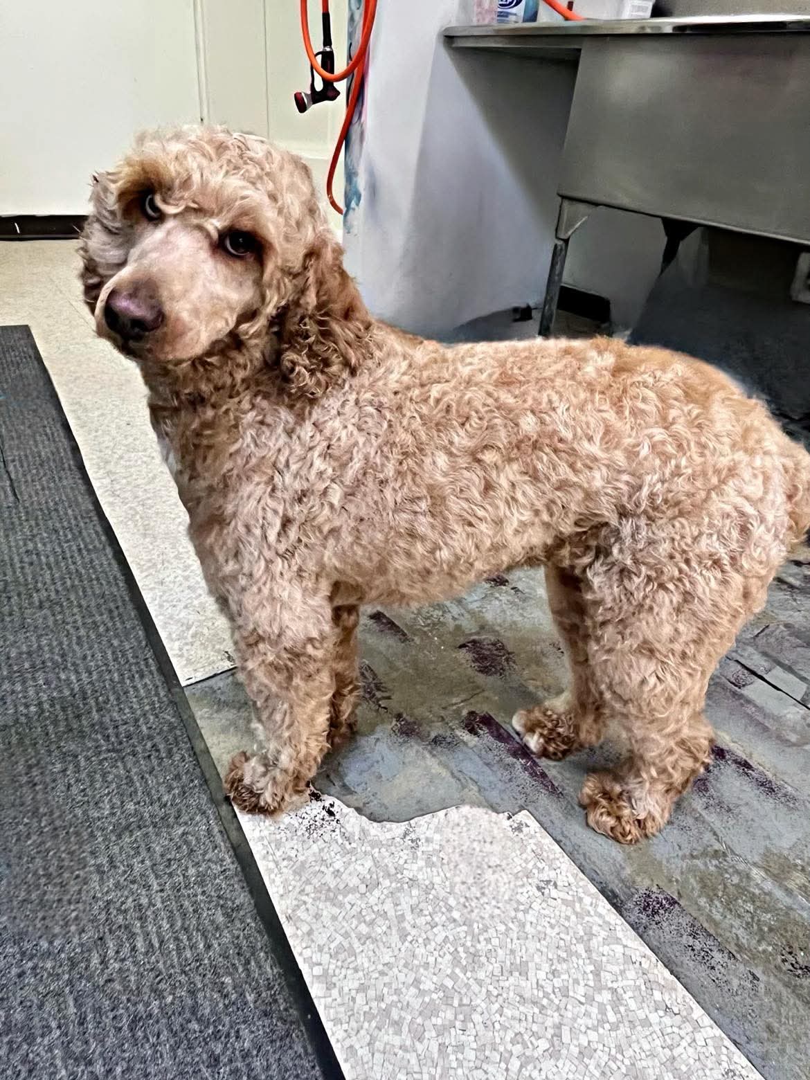 Freshly groomed happy pup at The Mutt Pawrlor