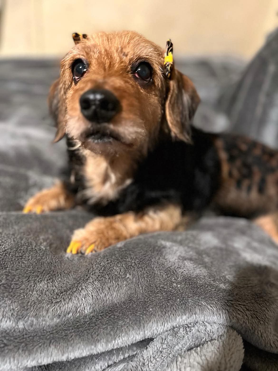 Happy groomed pup at The Mutt Pawrlor