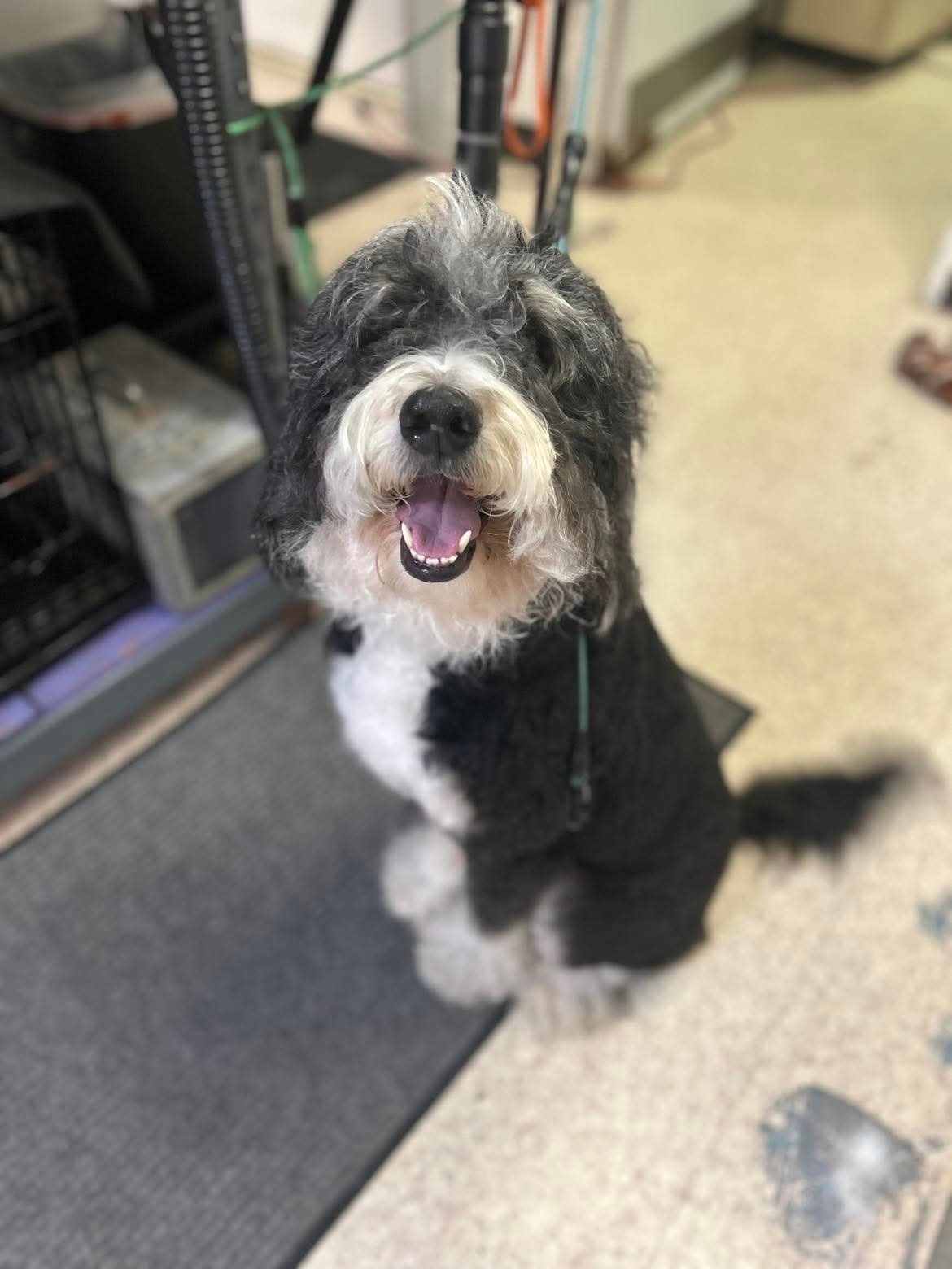 Perfect grooming at The Mutt Pawrlor