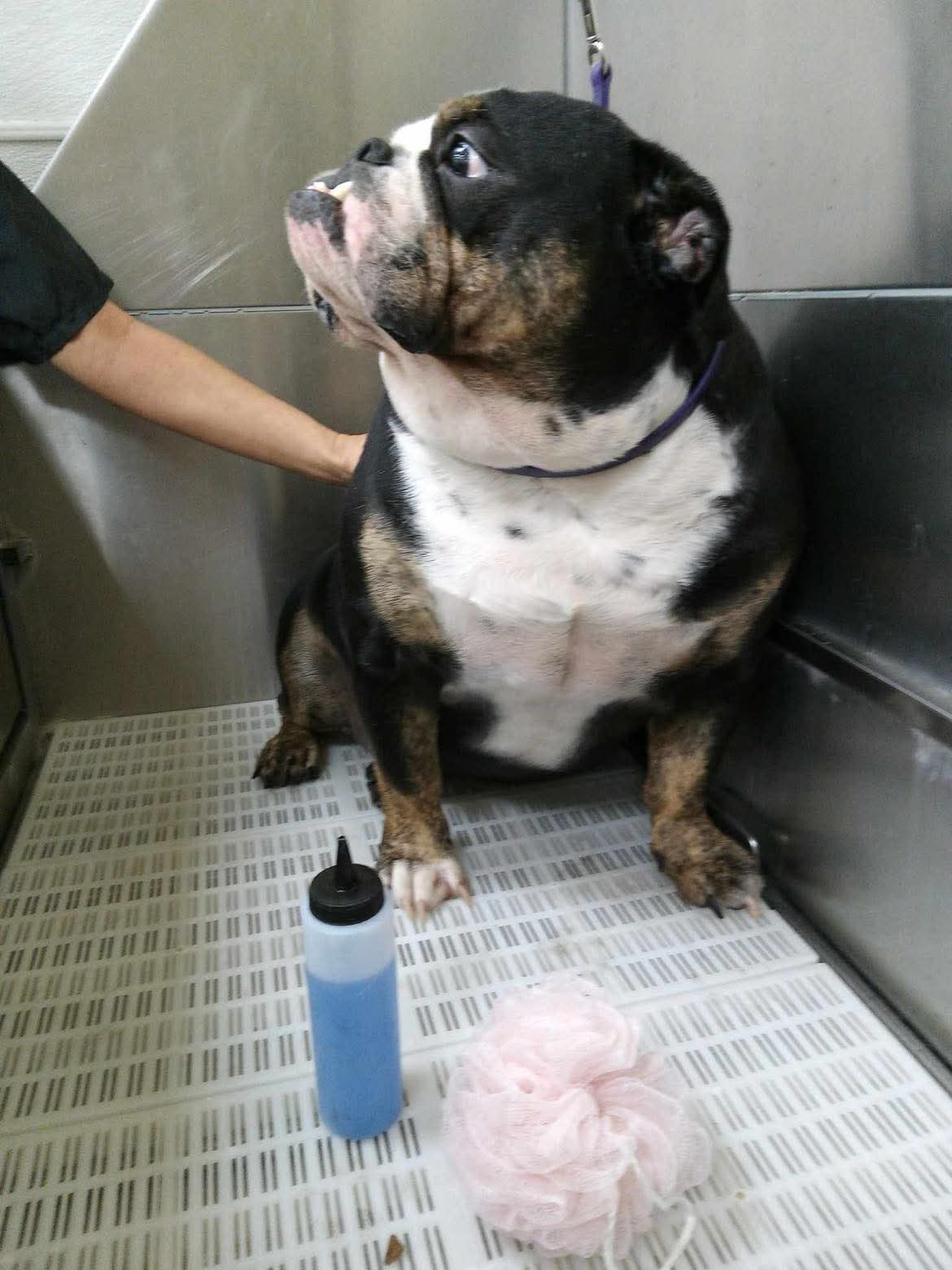 Gentle grooming care at The Mutt Pawrlor
