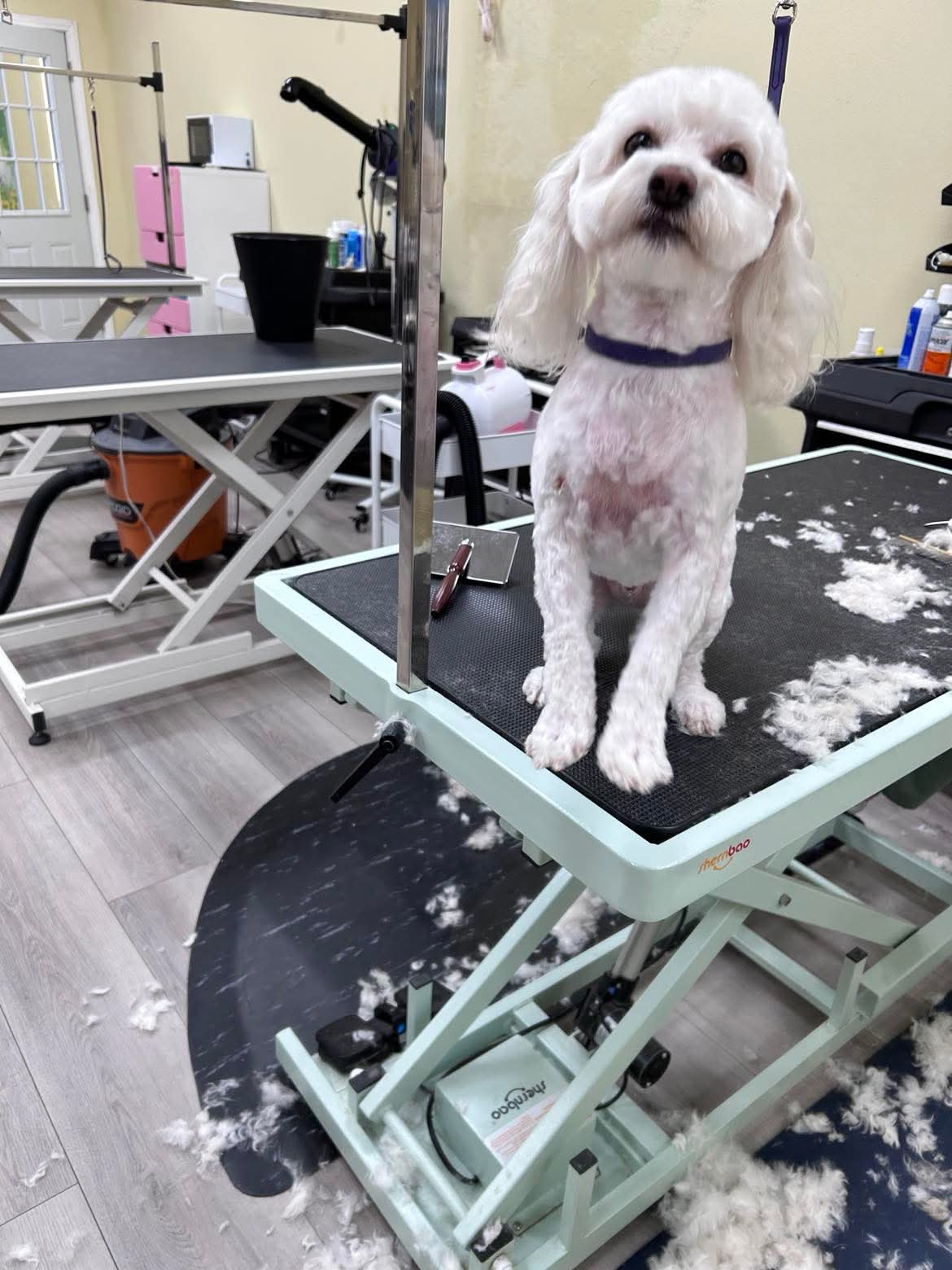 Happy groomed customer at The Mutt Pawrlor