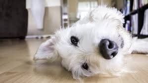 Professional dog grooming at The Mutt Pawrlor