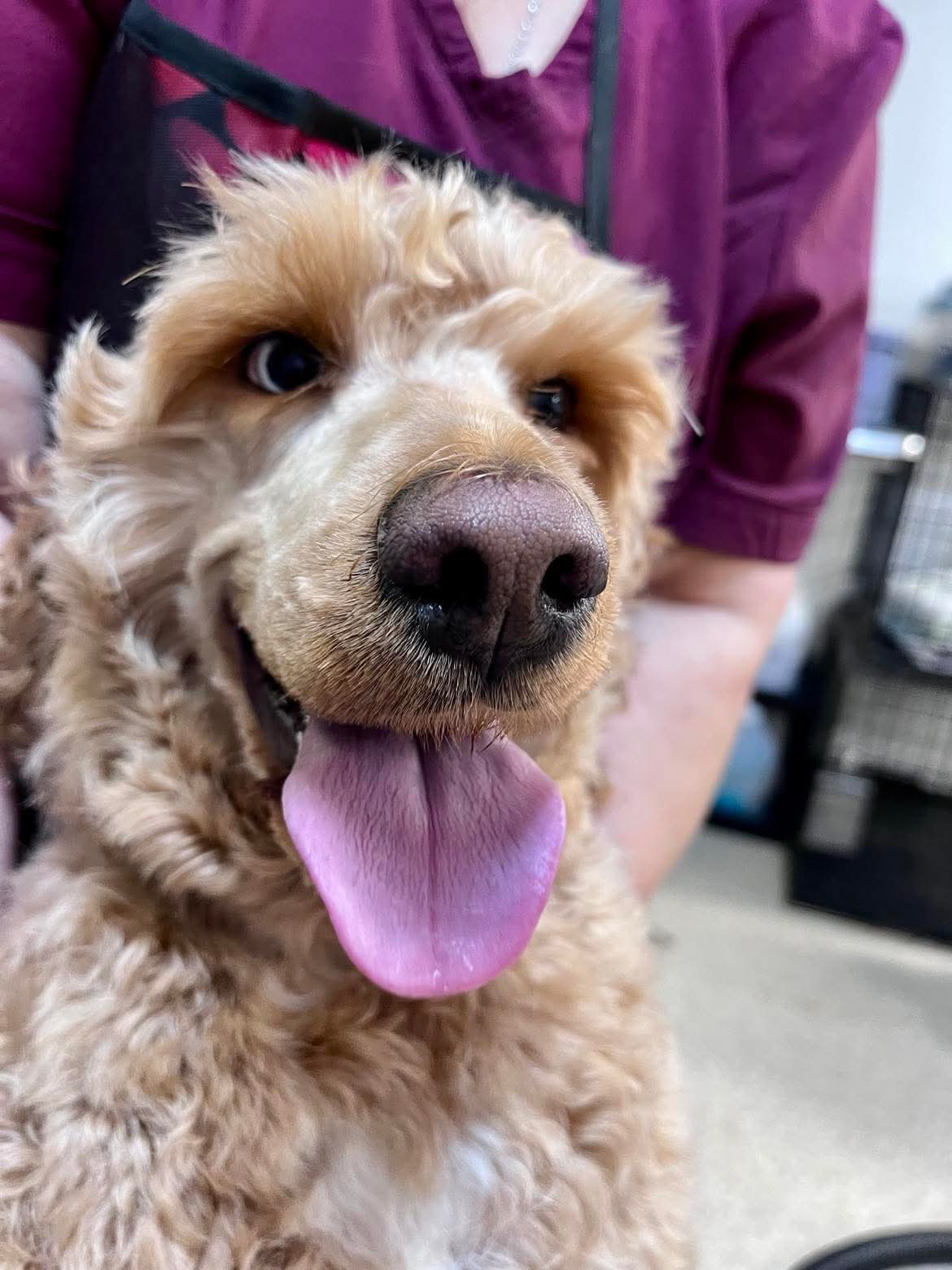 Grooming transformation at The Mutt Pawrlor