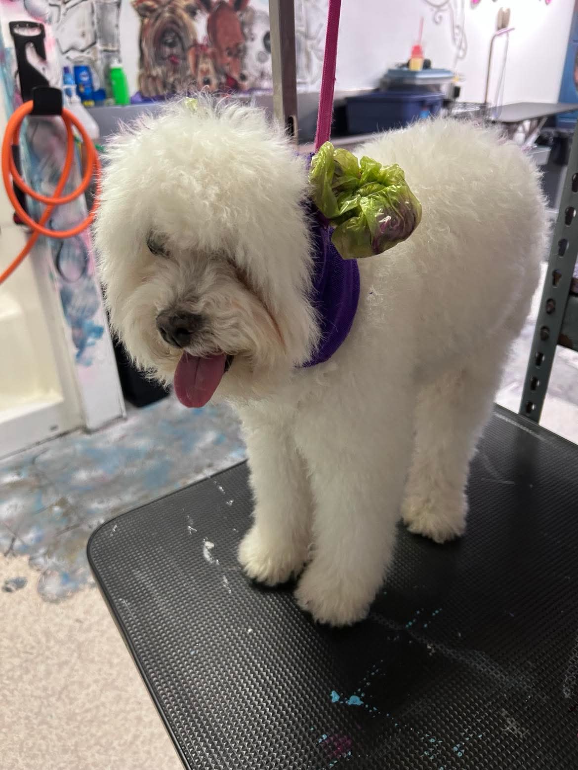 Stress-aware grooming experience at The Mutt Pawrlor