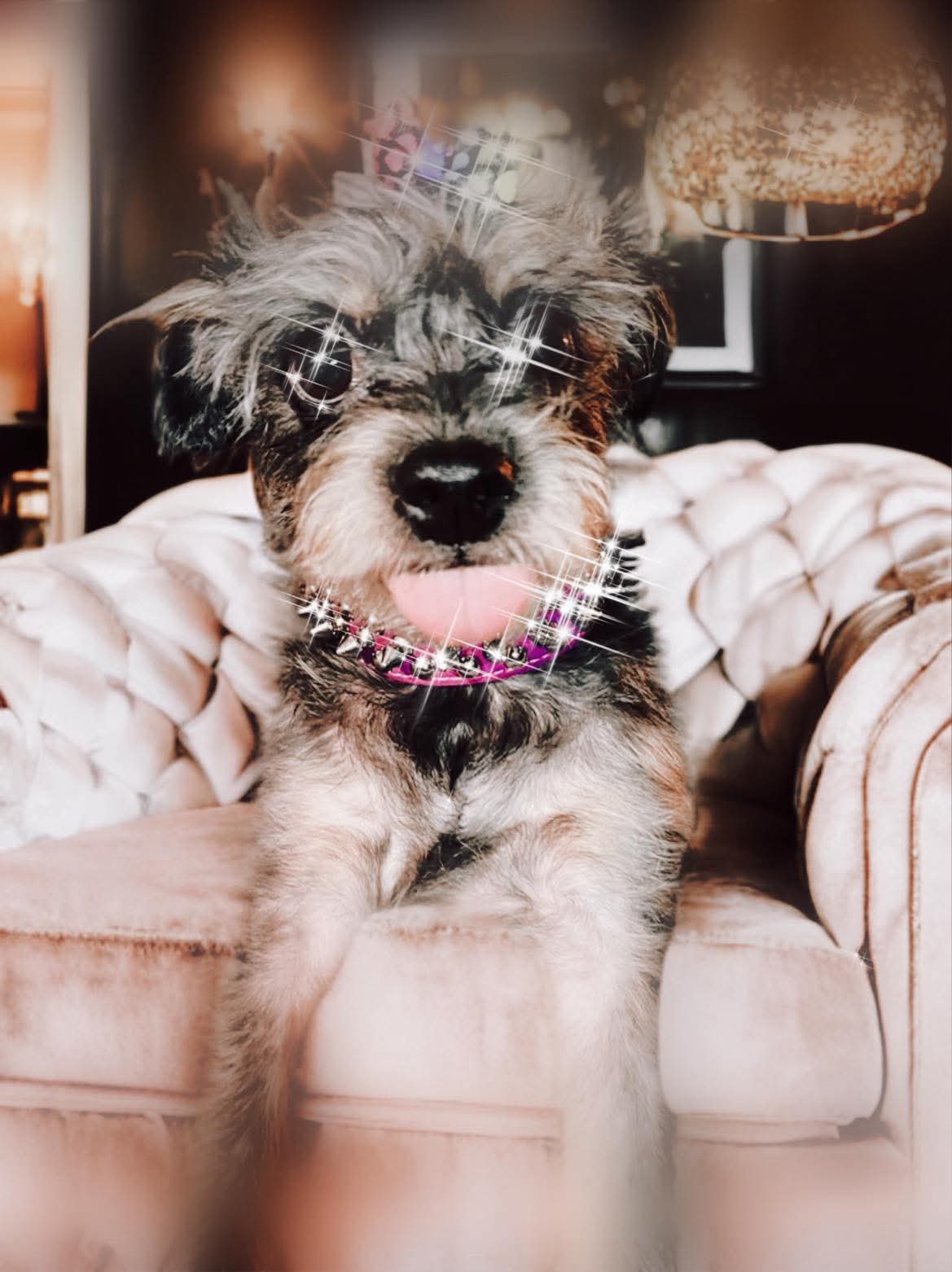 Beautifully groomed dog at The Mutt Pawrlor