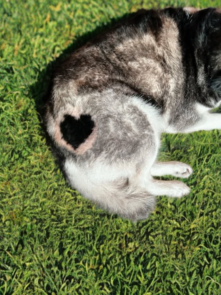 Professional grooming service at The Mutt Pawrlor