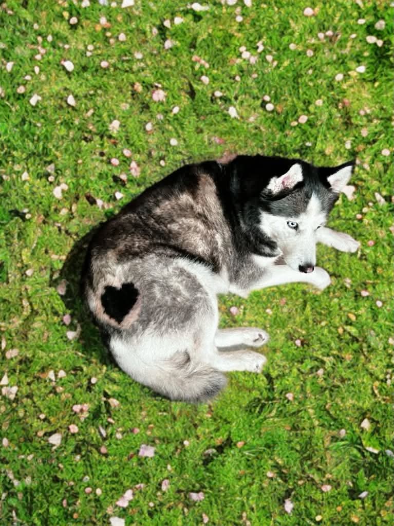 Beautiful dog grooming at The Mutt Pawrlor
