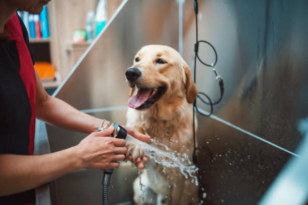 Happy grooming transformation at The Mutt Pawrlor