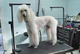 Beautiful groomed poodle at The Mutt Pawrlor