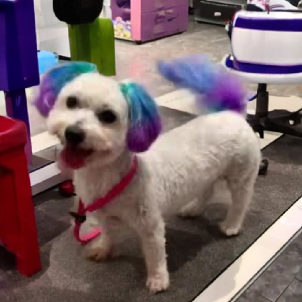 Compassionate dog grooming at The Mutt Pawrlor