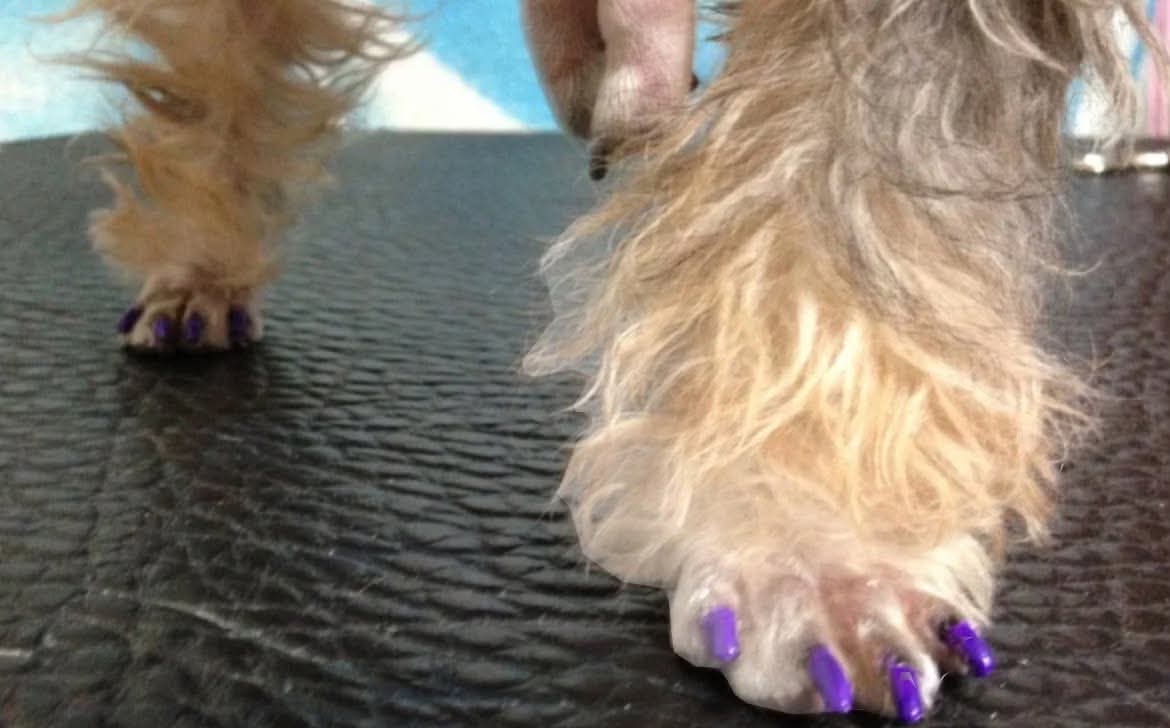 Groomed dog looking fabulous at The Mutt Pawrlor