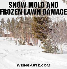 <strong> Post-Snow Lawn Damage: What to Look for and How to Fix It</strong>