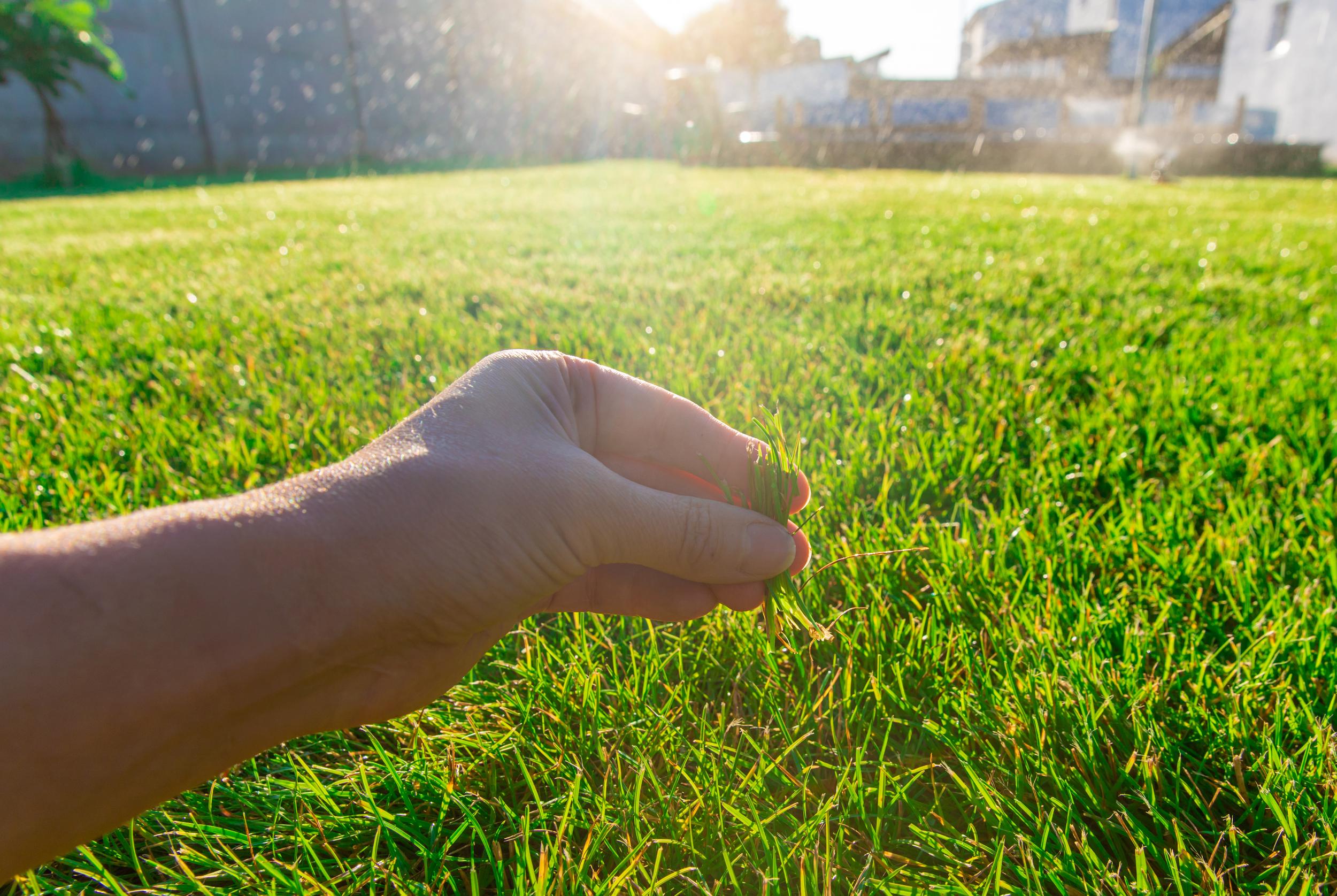 hand-reaching-down-to-pick-green-grass-in-sunny-ba-2026-10-10-00-03-54-utc.jpg