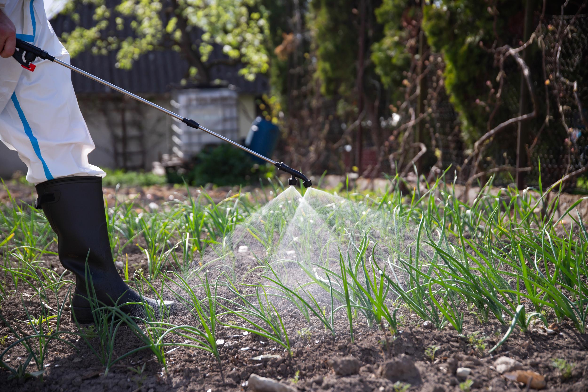 spraying-young-green-plants-in-a-rural-garden-2026-09-25-02-01-07-utc.jpg