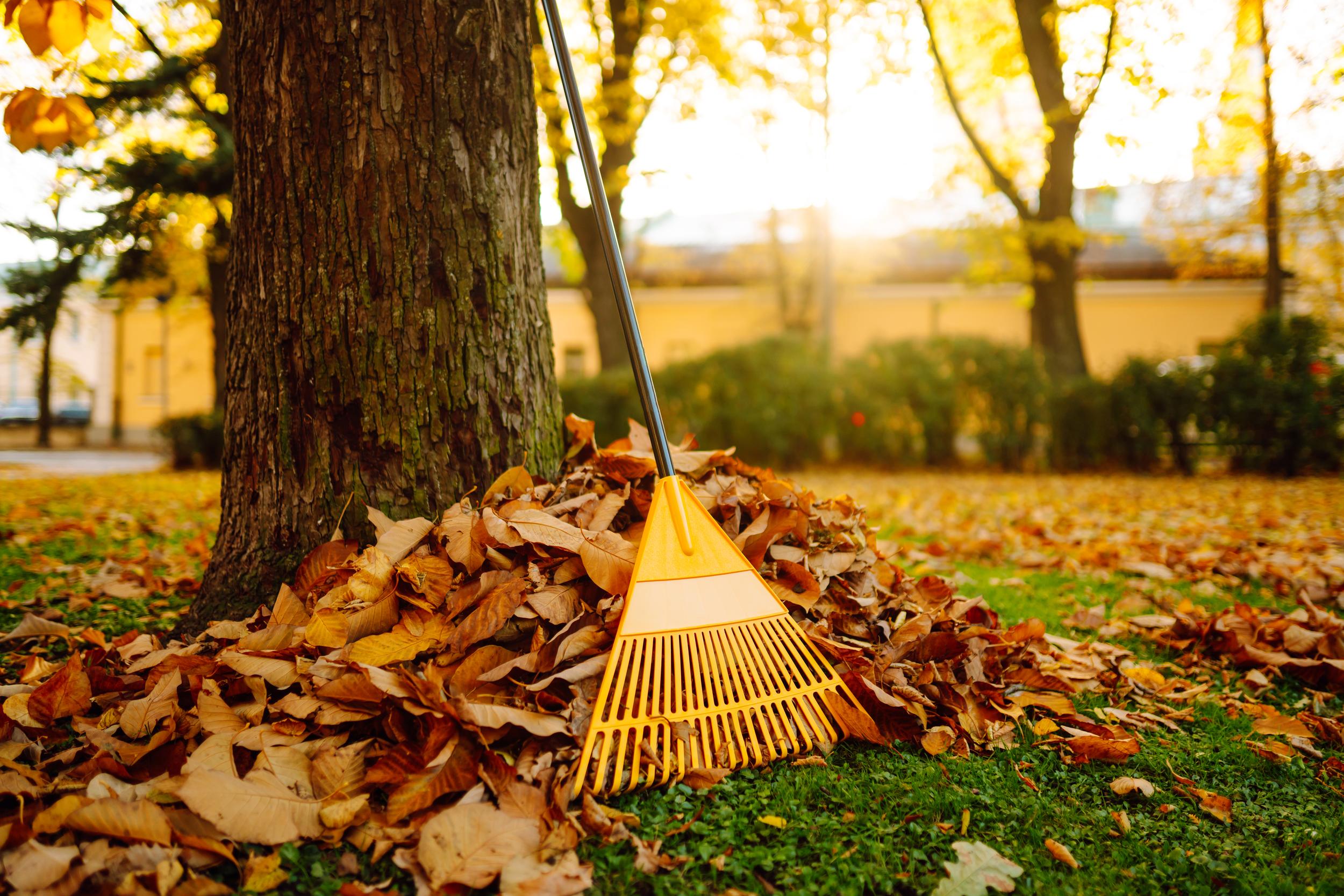 raking-leaves-with-a-yellow-rake-in-autumn-2026-09-23-20-24-27-utc.jpg