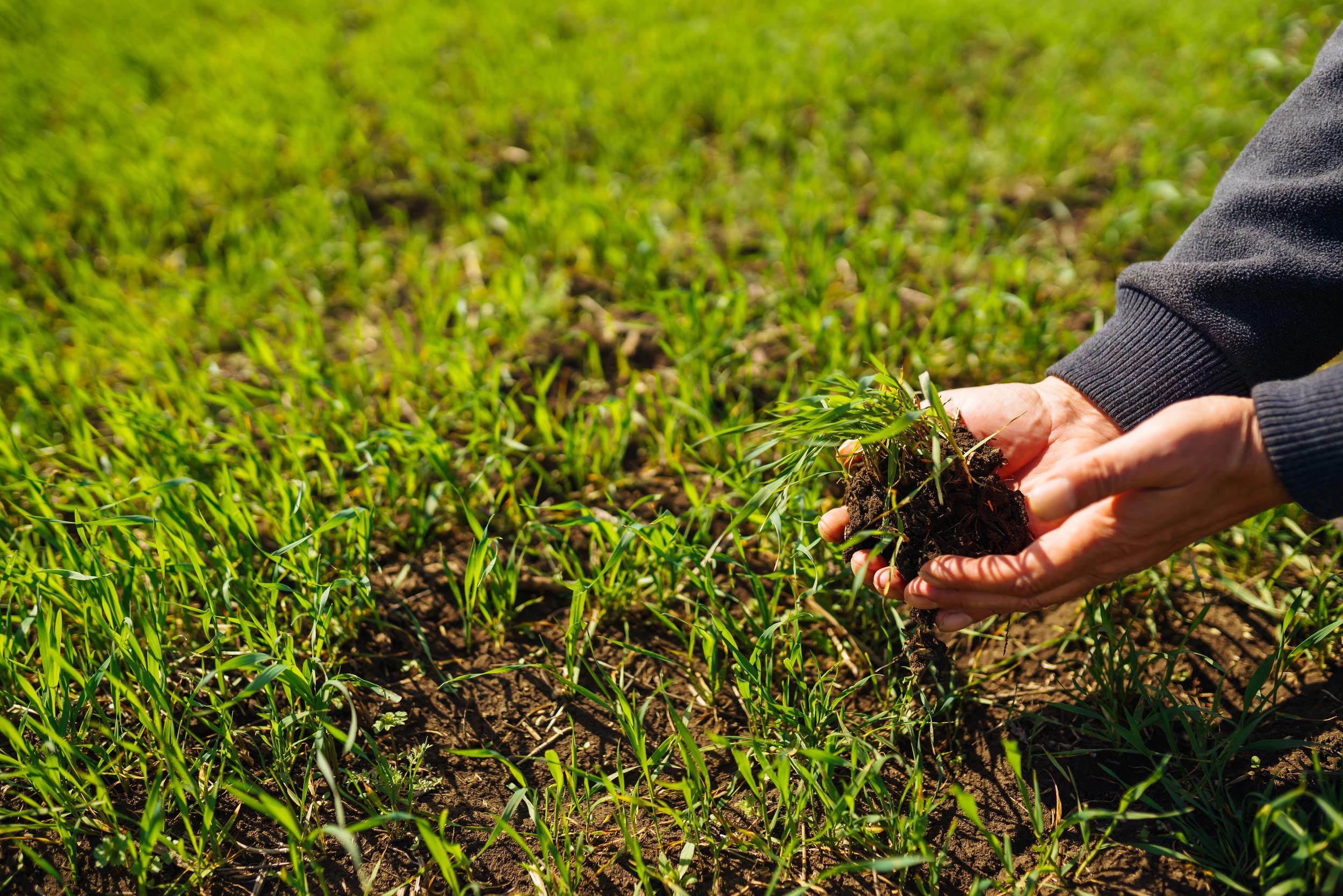 human-hands-holding-soil-and-fresh-green-grass-2026-09-21-21-47-03-utc.jpg