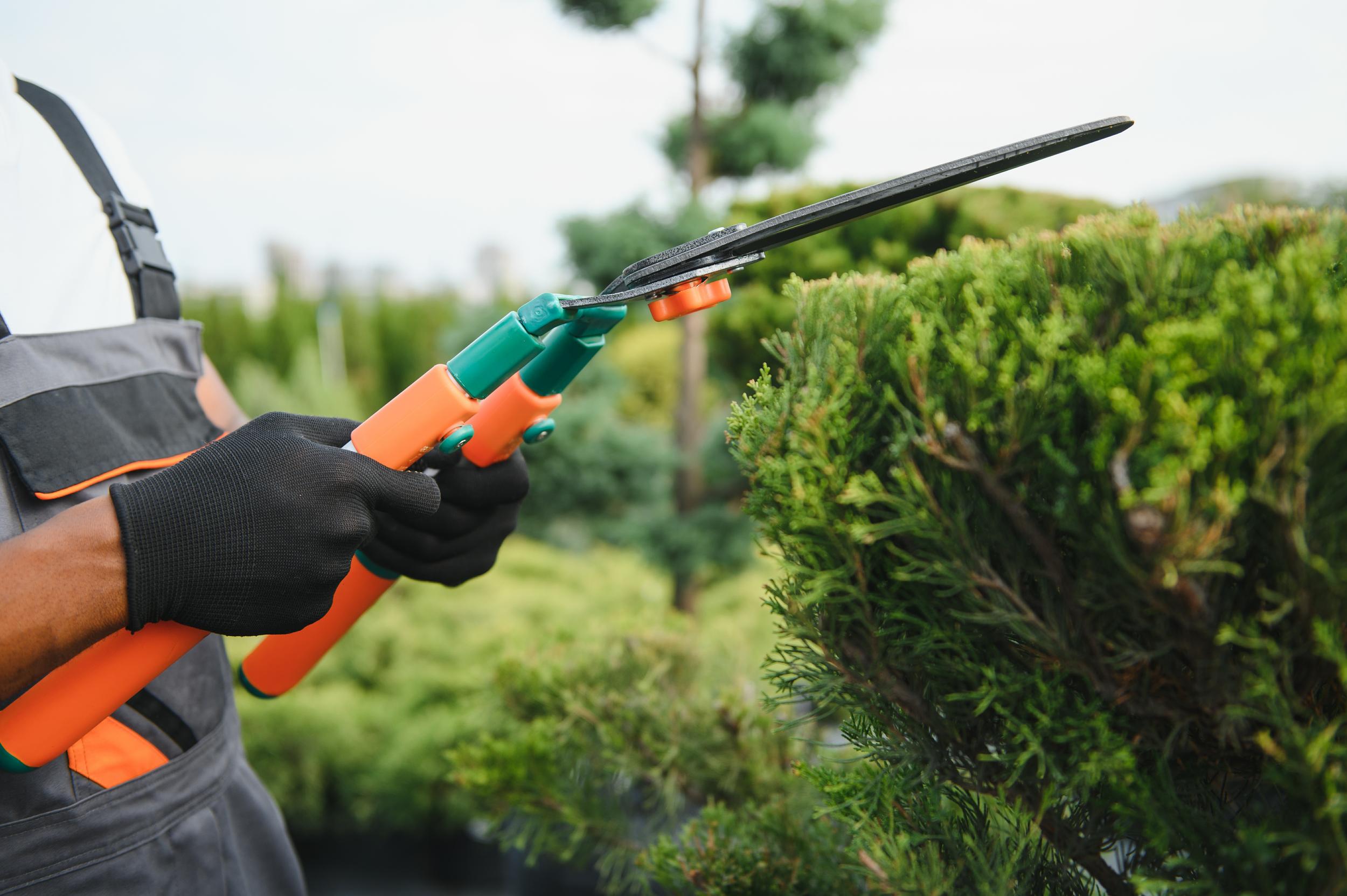 gardener-trimming-green-bush-with-orange-handled-s-2026-09-24-15-24-25-utc.jpg
