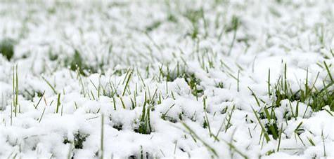 winter grass seeding.jpg