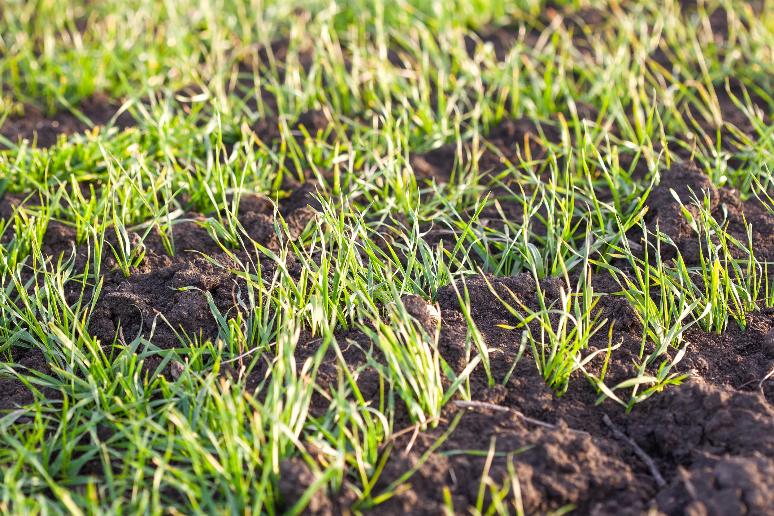 fresh-green-grass-growing-in-dark-soil-2026-09-24-18-33-35-utc.jpg