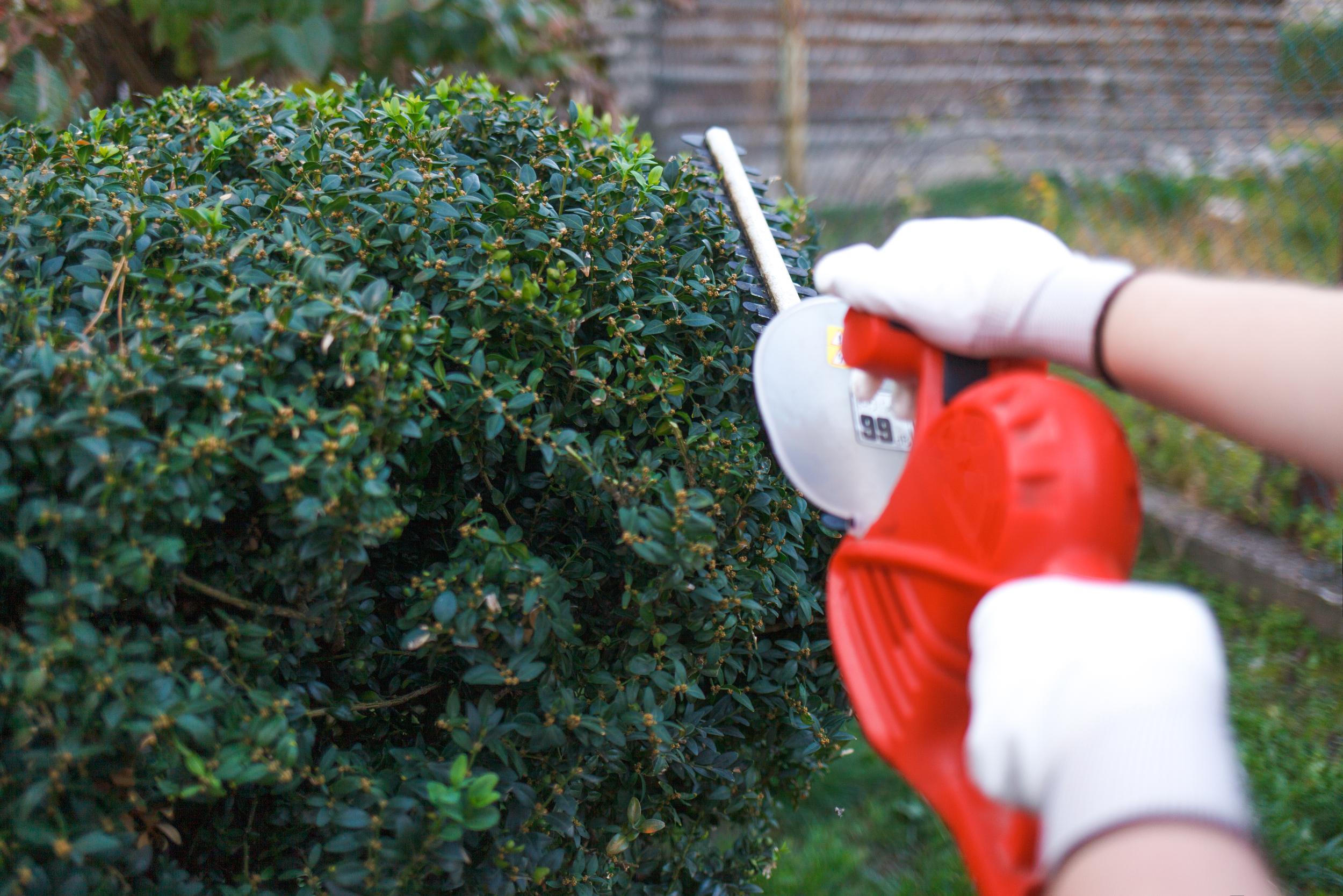 trimming-green-bush-with-a-powered-hedge-trimmer-2026-09-22-18-21-17-utc.jpg