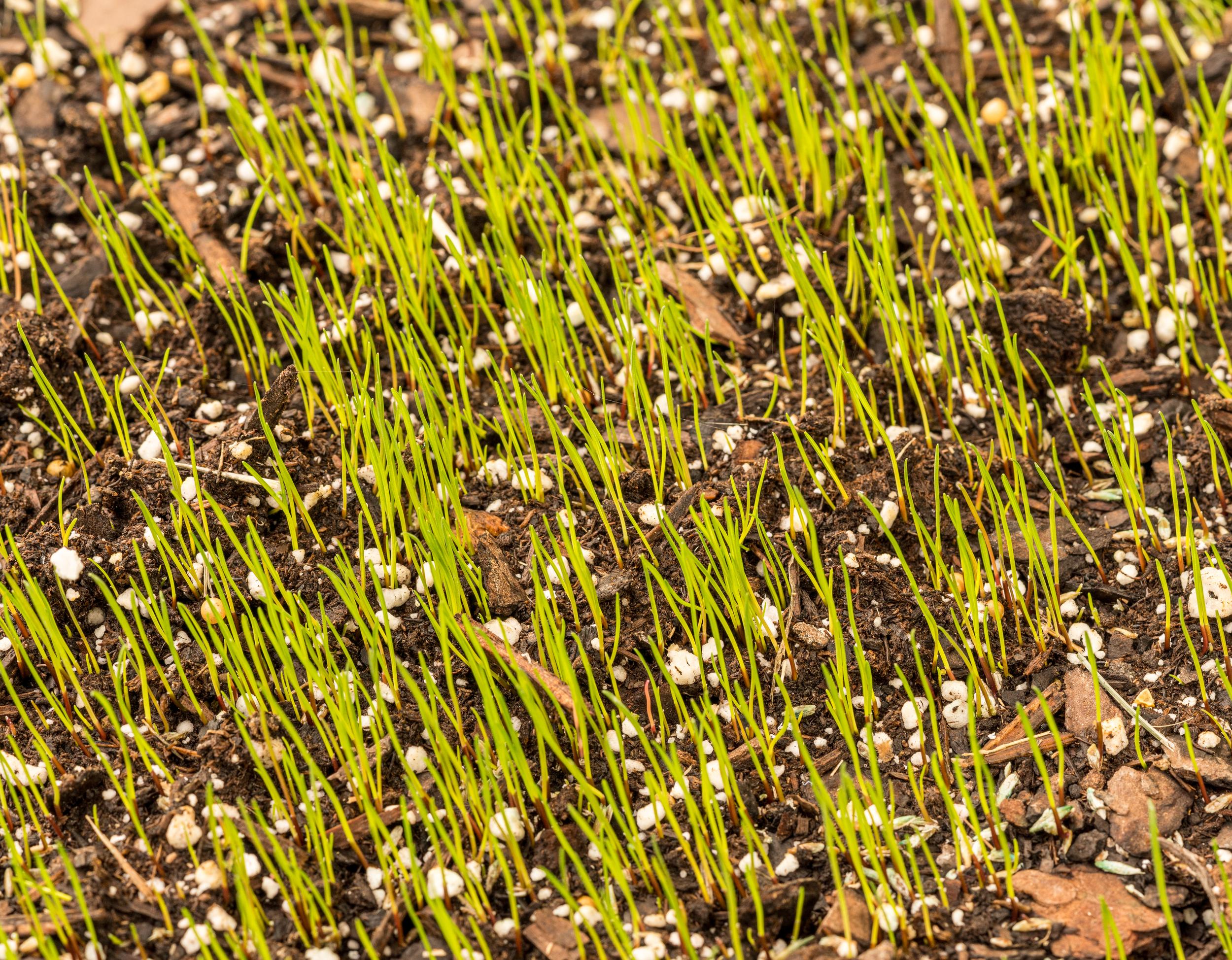 young-green-grass-sprouts-growing-in-fertile-soil-2026-09-22-10-50-40-utc.jpg