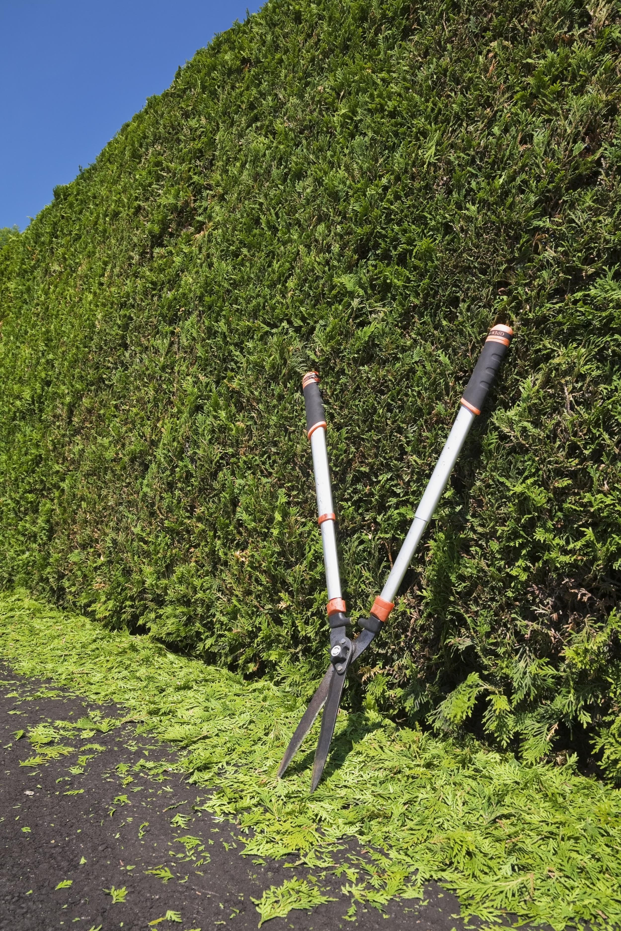 well-maintained-hedge-and-hedge-trimming-shears-2026-09-22-18-26-39-utc.jpg