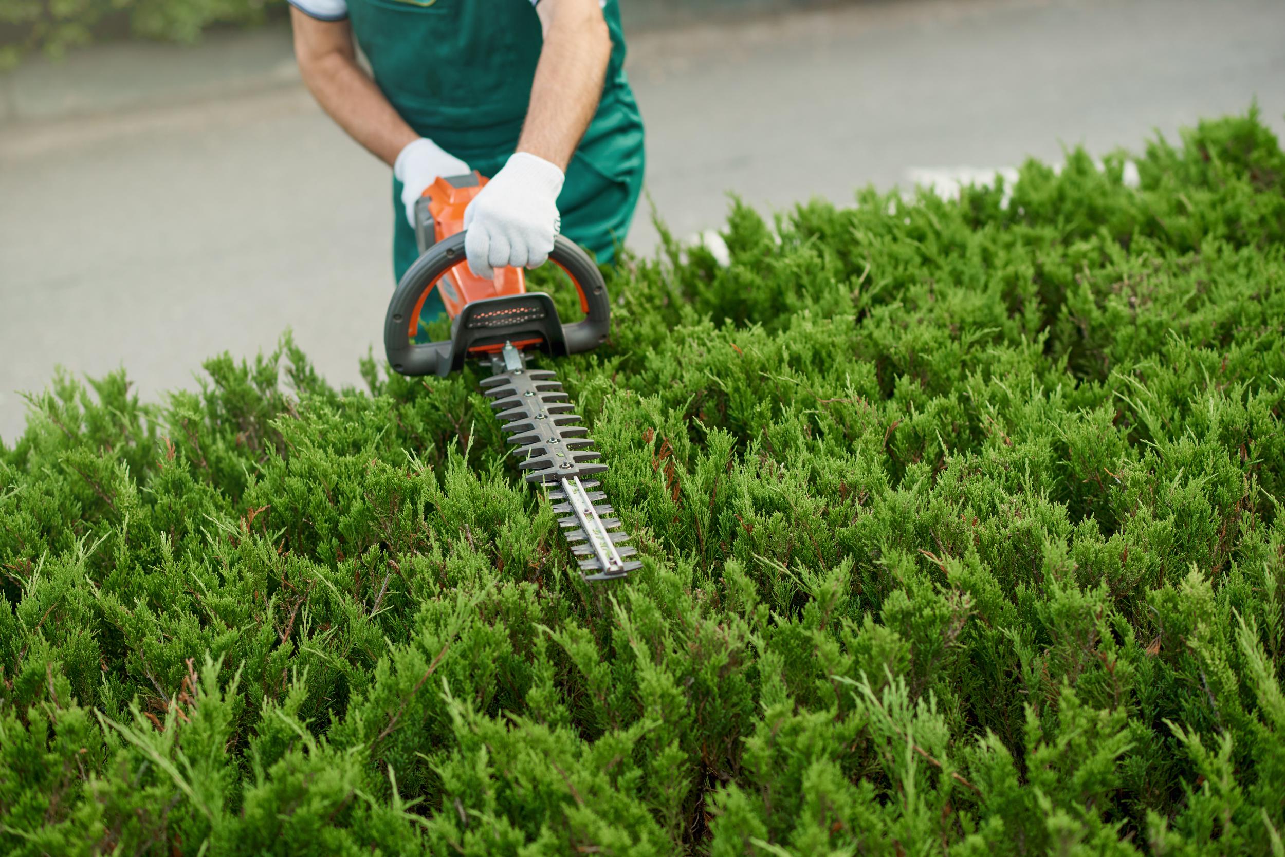 person-trimming-a-green-bush-with-power-trimmer-2026-09-24-09-42-39-utc.jpg