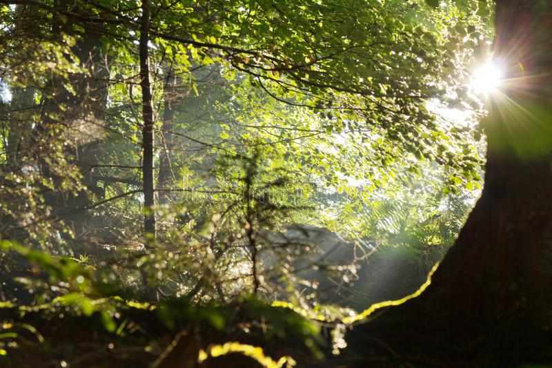 sun-rays-coming-trees-beautiful-summer-green-forest-32506661.jpg