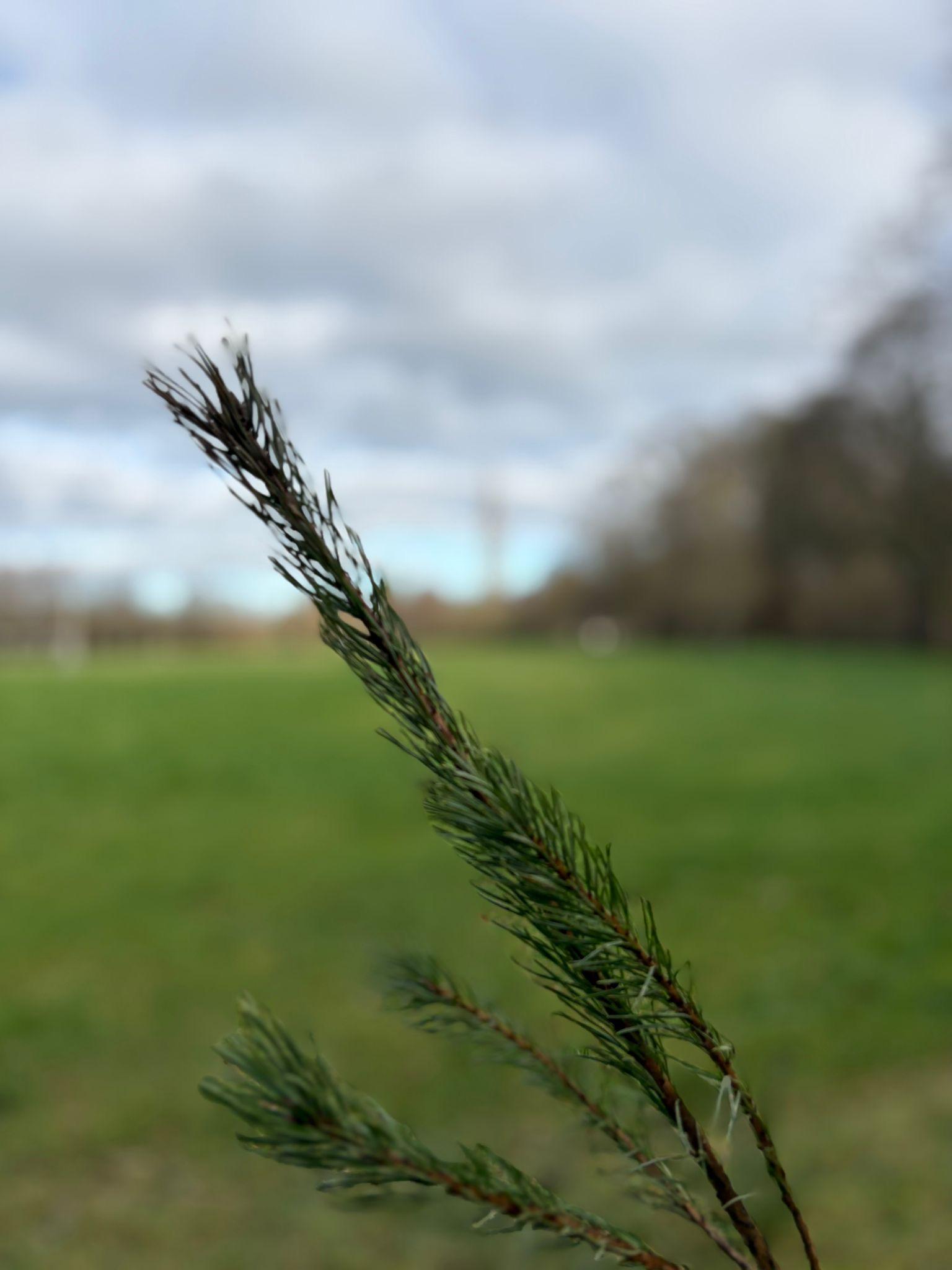 scenic tree planting 2026.jpg