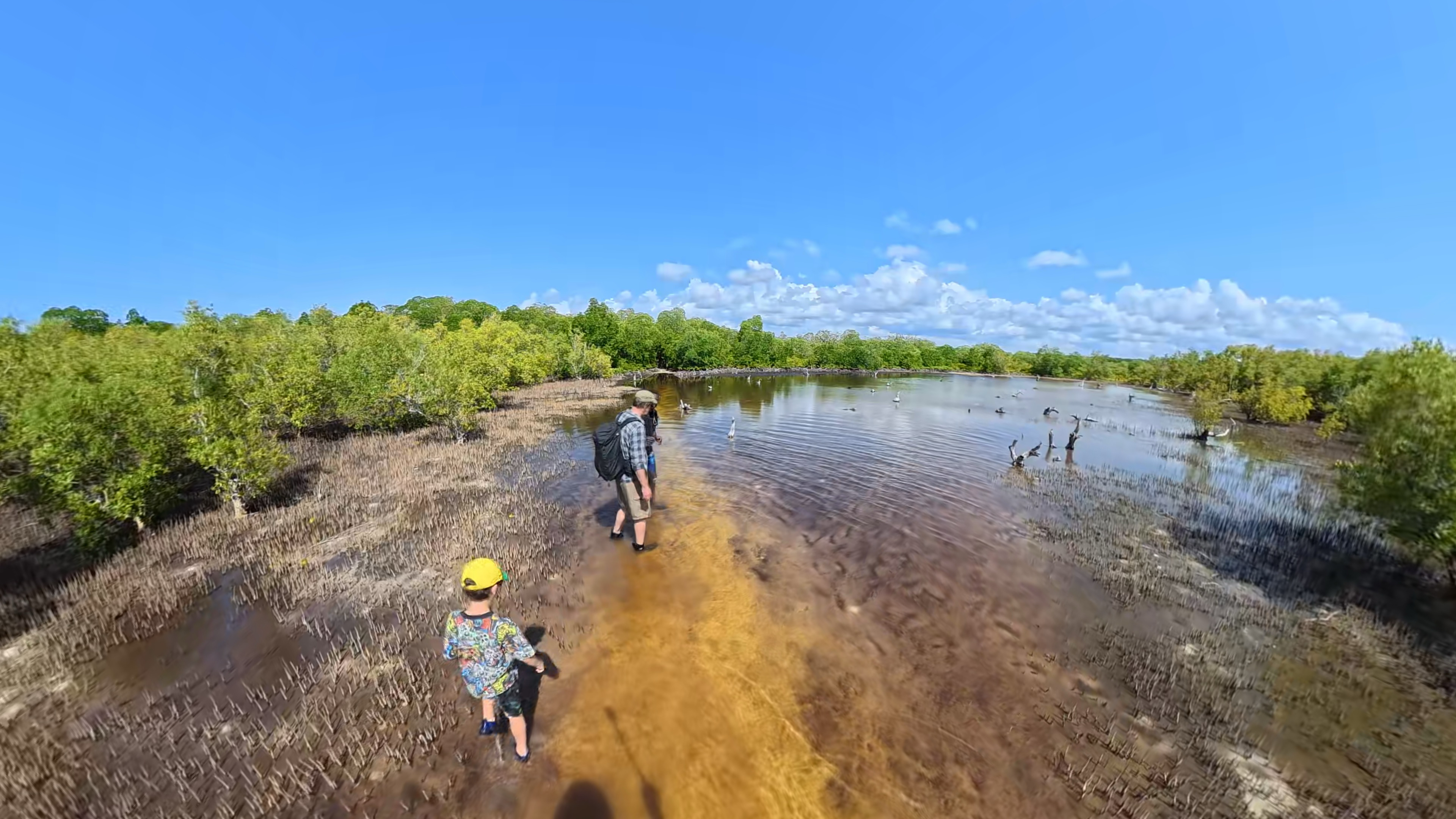 Mangrove Hike