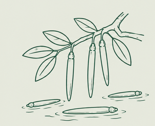 Botanical illustration of floating mangrove propagules