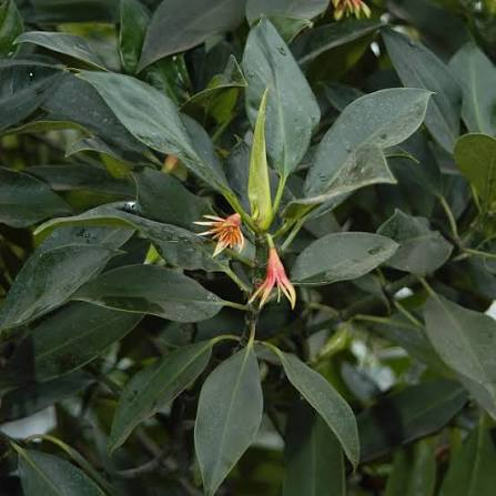 Bruguiera gymnorrhiza mangrove tree