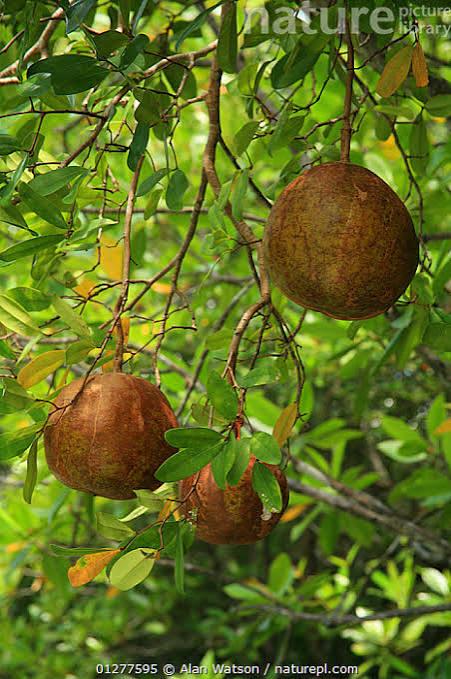 Xylocarpus granatum mangrove tree