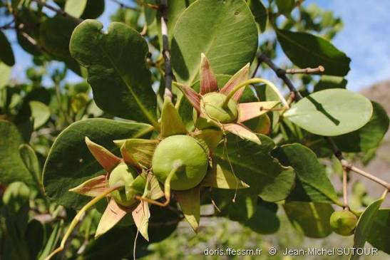 Sonneratia alba mangrove tree