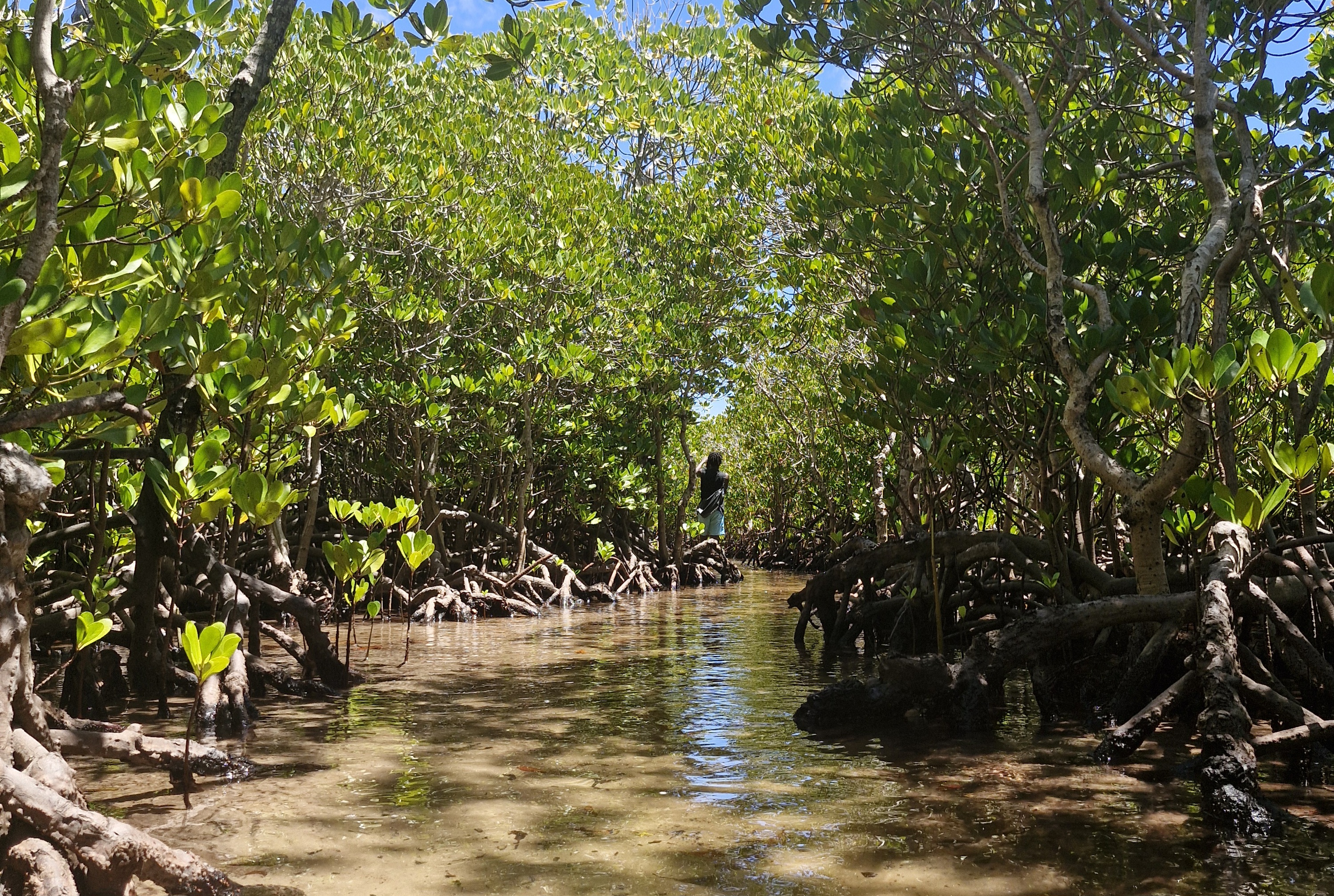Mangrove Hike, Lunch and Canoe