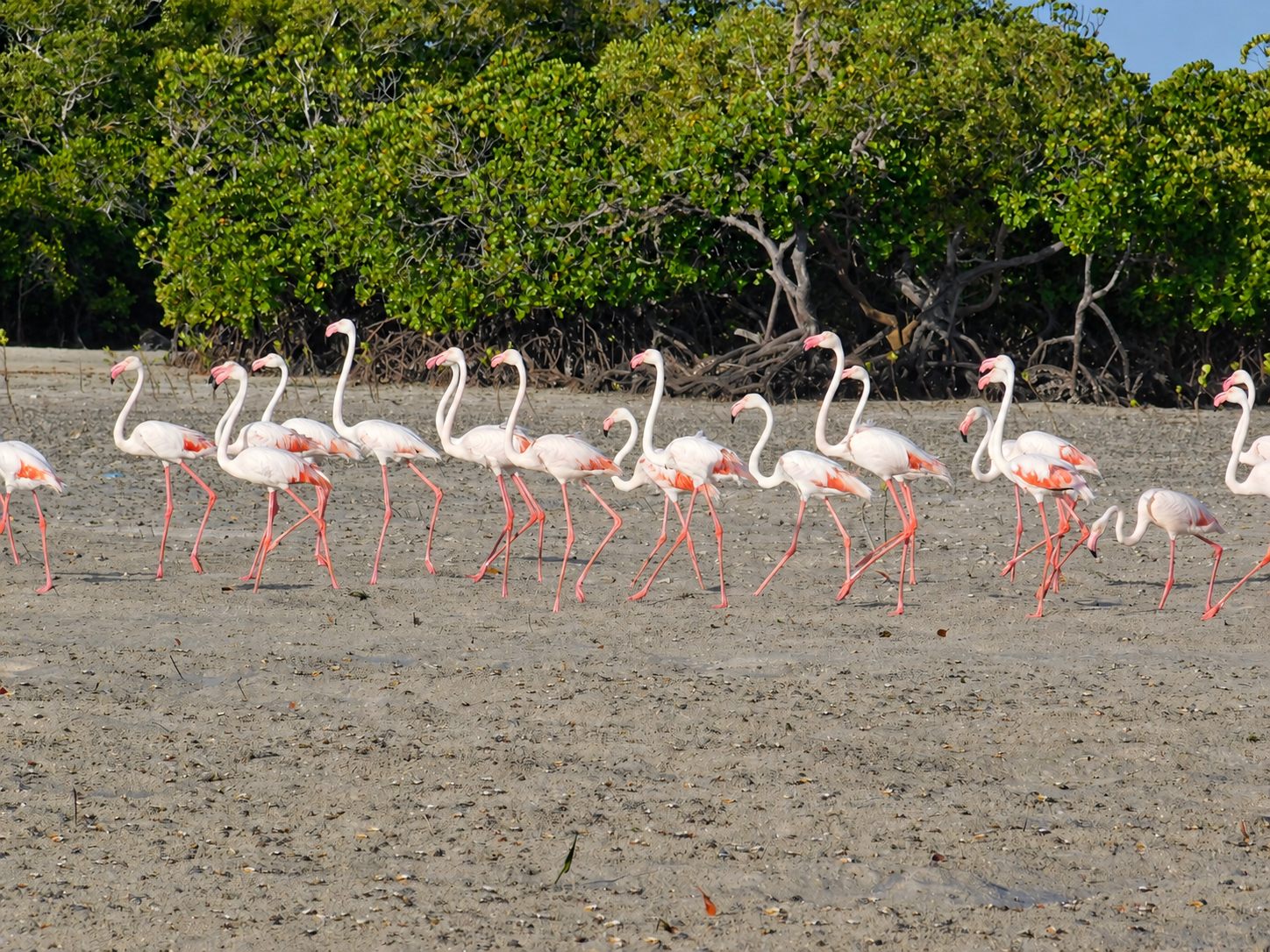 Mangrove Birdwatching
