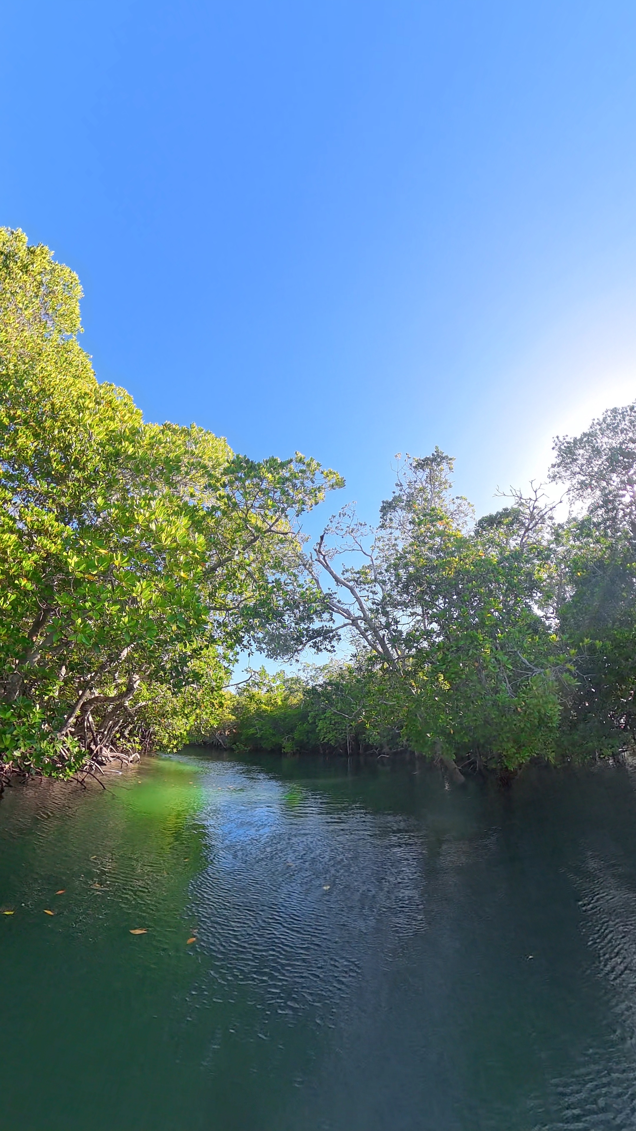 Mangrove Birdwatching