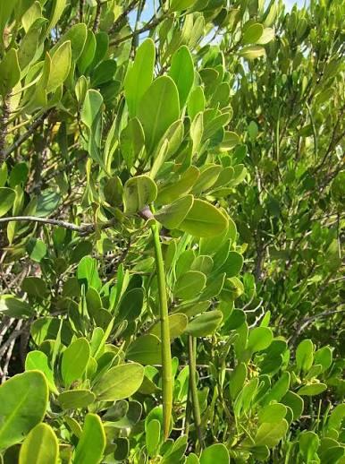 Ceriops tagal mangrove tree