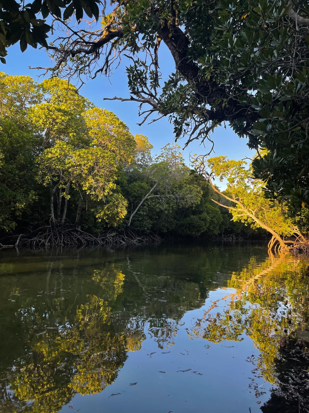 Mangrove roots and water