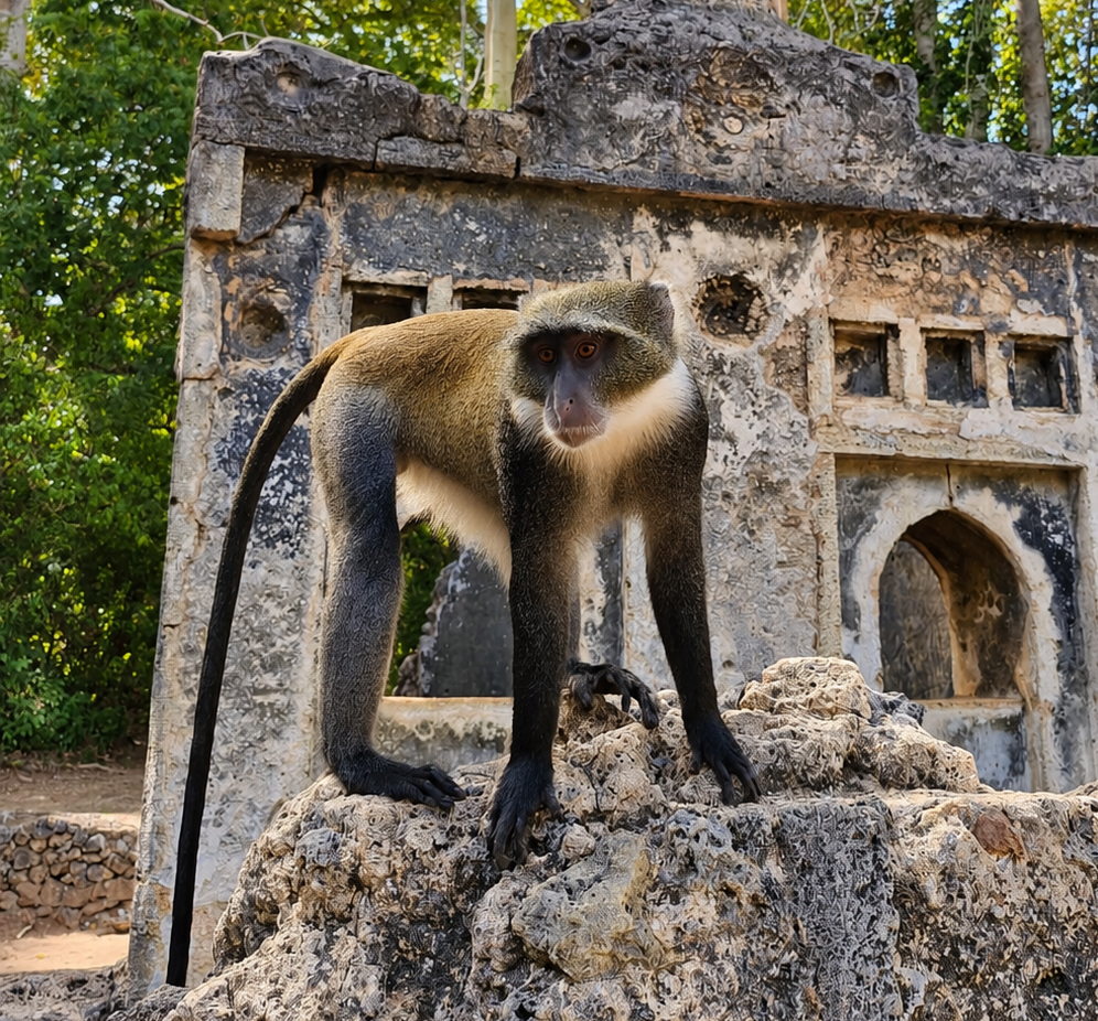Diademed monkey in the trees
